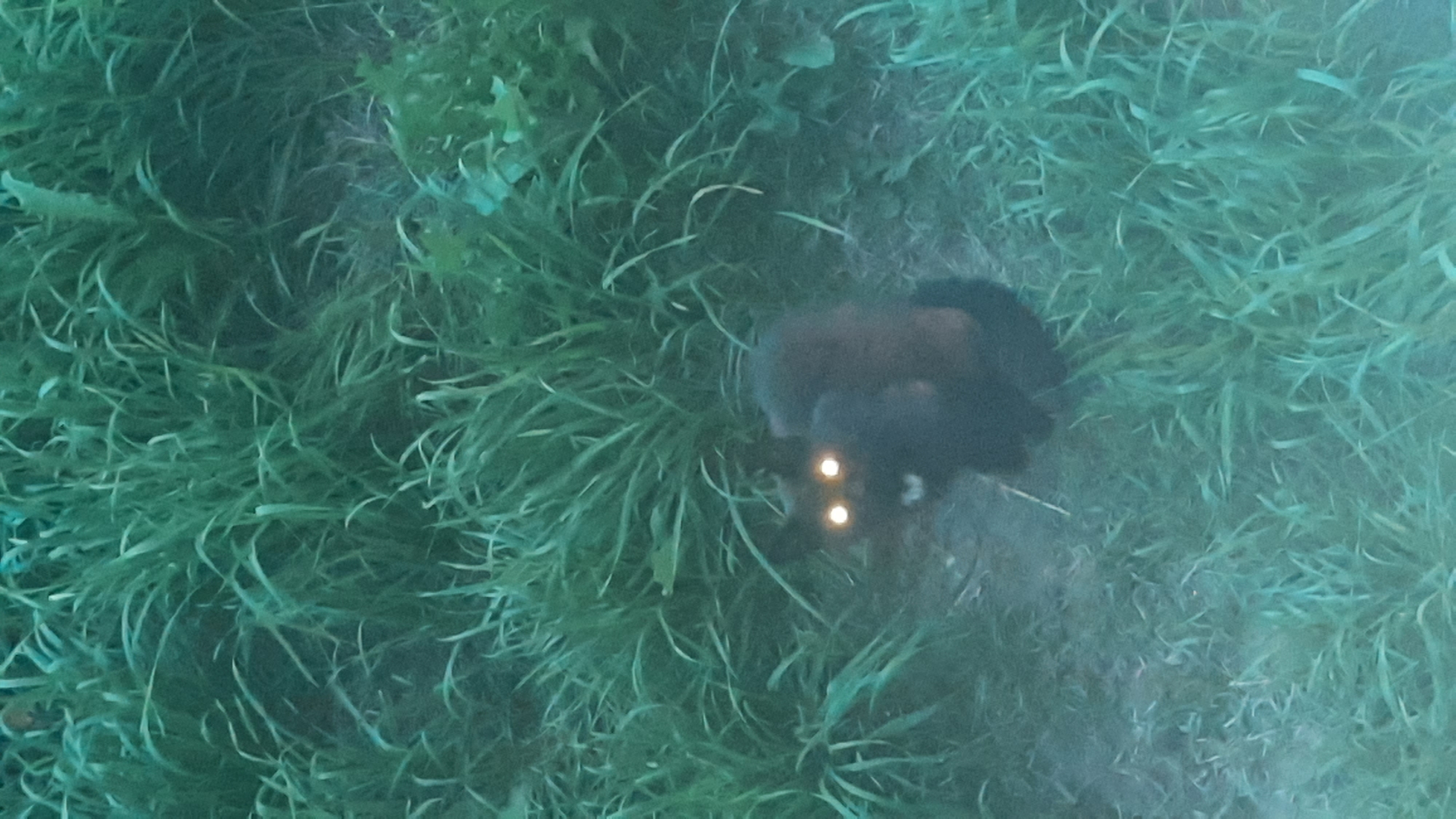 A black cat with bright yellow eyes is sitting in tall green grass. The cat is looking directly at the camera. The background is a blur of green grass and dark ground, suggesting an outdoor environment. No specific location in Shklov, Belarus can be determined from the image.