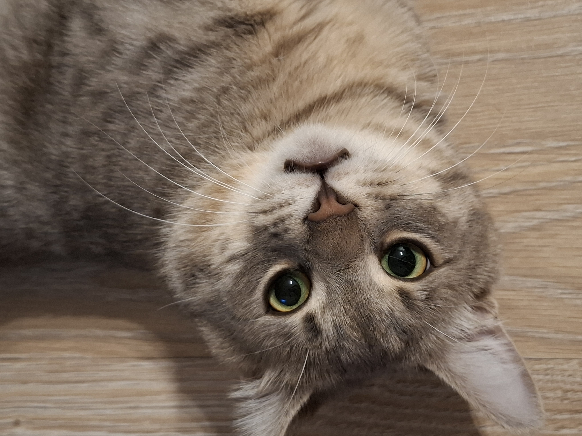 An eye-level shot shows a close-up of a tabby cat lying on a light brown wooden floor. The cat is facing the camera, with its head tilted to the left. Its fur is a mixture of gray, black, and tan stripes. The cat has large, green eyes with black pupils, a pink nose, and long white whiskers. The wooden floor has a visible grain pattern. The image appears to have been taken indoors, with no indication of the cat's specific location within Zemun Urban Municipality, Serbia, beyond it being on a wooden floor.