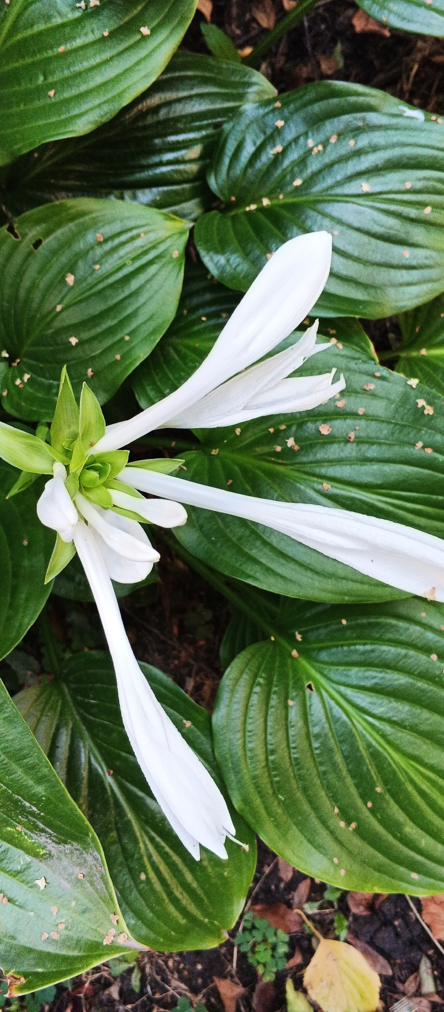 The image shows a close-up view of a white flower with long, narrow petals, possibly a Hosta, blooming amidst large, dark green leaves. The leaves have prominent veins and some scattered brown spots. The flower has a green center with small, pointed sepals. The background is out of focus, showing dark soil with some fallen leaves and small green plants. There are no people or animals visible in the image. The scene appears to be in a garden or natural outdoor setting. The location in the city of Smila, Ukraine, is not discernible from the visual information provided in the image.