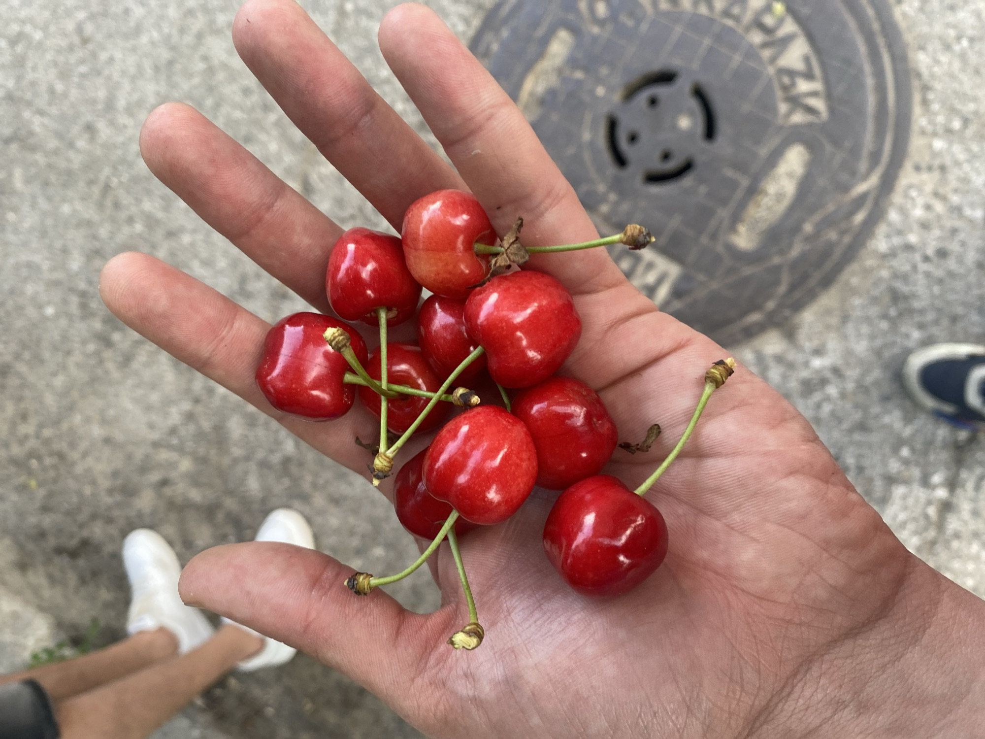 A person's open palm, filled with approximately ten ripe red cherries, is held up in focus in the foreground. The cherries have short green stems attached. In the background, out of focus, are the lower legs of two individuals wearing white slip-on shoes and grey shorts. The ground appears to be paved with concrete or asphalt, with a circular metal manhole cover visible to the right of the hand. The image does not contain any specific visual cues to determine its location within the city of Smolyan, Bulgaria.