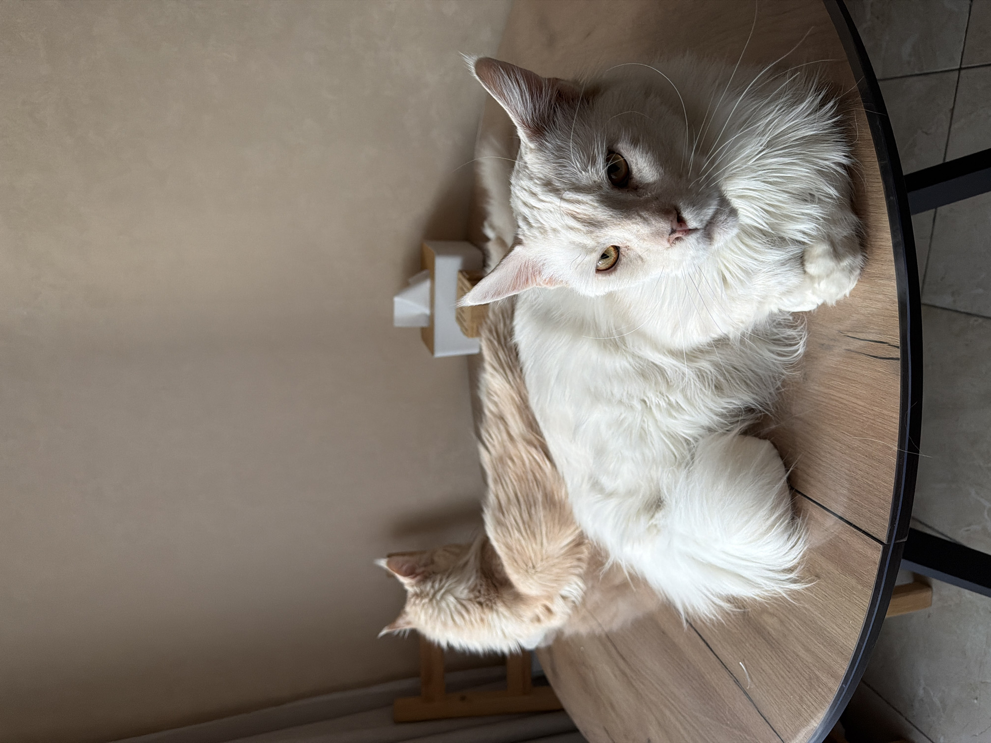 A white and tan Maine Coon cat lies on a round, wooden table. The cat is positioned on its side with its head near the top of the image and its body extending downwards. Its eyes are open and it appears to be looking at the camera. A scratching post stands next to the table. The table is positioned against a light beige wall, and part of a tiled floor is visible in the upper right corner.
There is no information available about the location in the city of Kazan, Russia.