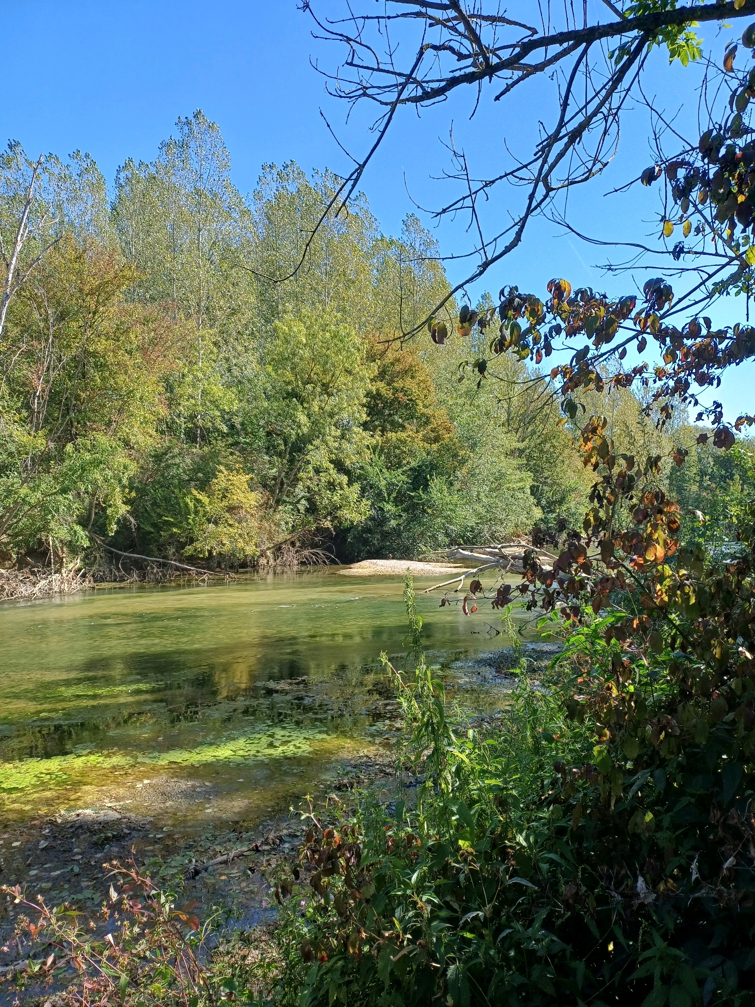 This image depicts a serene natural landscape by a river, likely in Vinets, France, under a clear blue sky. The foreground is dominated by lush green foliage and some reddish-brown leaves, with the texture of the plants and branches clearly visible. Beyond the vegetation, a calm river flows, its surface reflecting the surrounding trees and the sky. Patches of algae or aquatic plants are visible on the water's surface, particularly in the shallower areas near the bank. The riverbank itself is a mix of gravel and muddy earth, with some fallen branches and debris.
Across the river, a dense line of trees forms the background. The foliage shows a mix of green and autumnal colors, with some trees exhibiting yellow and orange hues, suggesting the season is likely autumn. The trees are tall and their branches reach towards the sky. A dead tree trunk is submerged in the river, stretching from the bank towards the middle.
In the upper right portion of the image, bare tree branches with a few remaining brown leaves are silhouetted against the bright blue sky. The overall scene conveys a sense of tranquility and the beauty of nature in a rural or semi-rural setting. There are no people or man-made structures visible in the image.