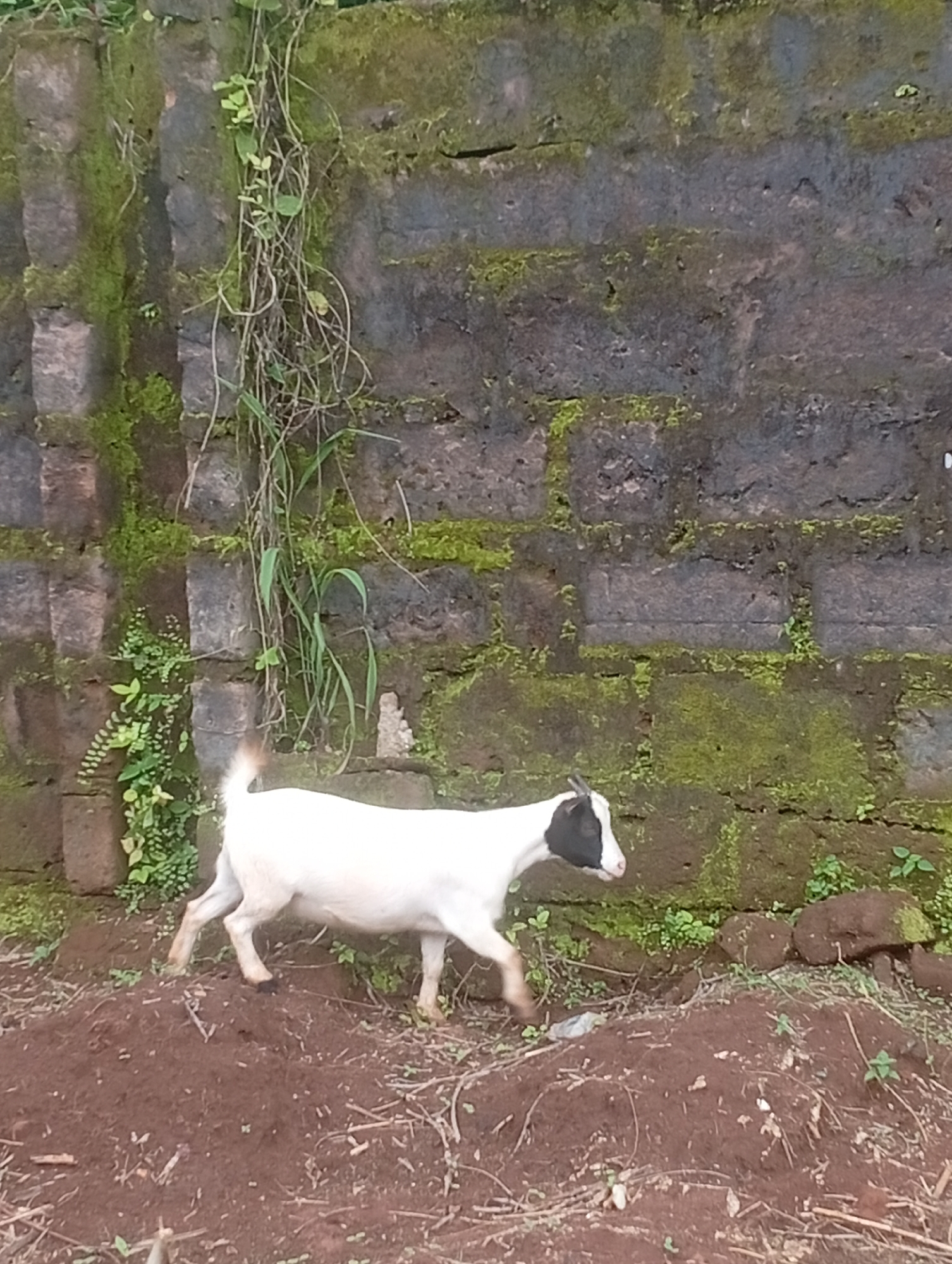 A young goat with white fur and black markings on its face stands near a moss-covered brick wall in Akokwa, Nigeria. The goat is positioned on a mound of reddish-brown soil, facing left with its head turned towards the right. The wall, made of rough-hewn bricks, is partially covered in green moss and vines, indicating a humid environment. The ground is composed of loose soil and scattered debris. The scene appears to be outdoors in a rural or semi-urban setting.