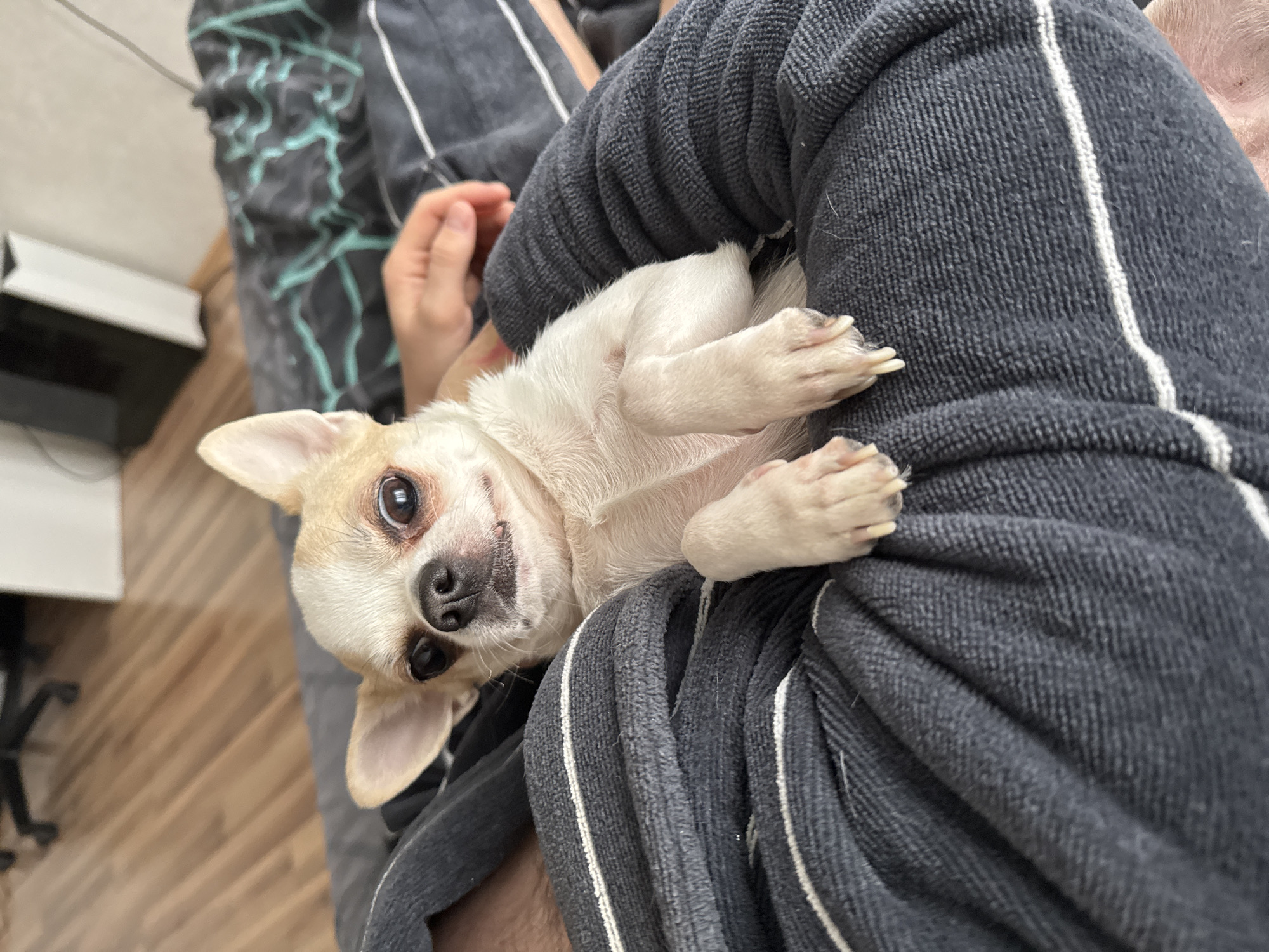 A chihuahua is nestled in the lap of a person wearing a gray, striped bathrobe. The dog is light tan and white with short fur. The person's hand is visible in the background near a patterned blanket. The location is Unknown, Unknown.
