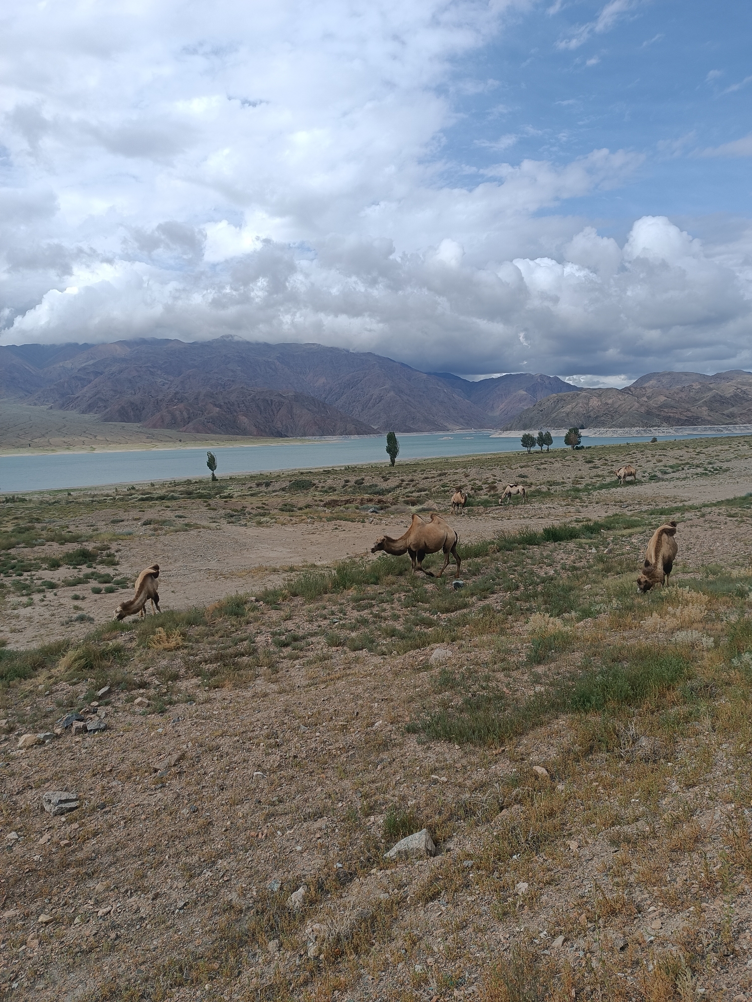 This image depicts a natural landscape featuring a body of water, mountains, and several camels in a semi-arid environment. The foreground is characterized by dry, sparse vegetation and scattered rocks. In the midground, a light blue body of water stretches horizontally, bordered by a dry, dusty shoreline. Beyond the water, rolling mountains with muted, rocky textures rise against a sky filled with a mix of white and grey clouds. Several camels are visible scattered across the landscape, some grazing and others standing. One camel in the foreground is in motion, with its head down as if grazing or sniffing the ground. The overall impression is of a remote, natural setting. The location is identified as Sasyk-Bulak, Kyrgyzstan.