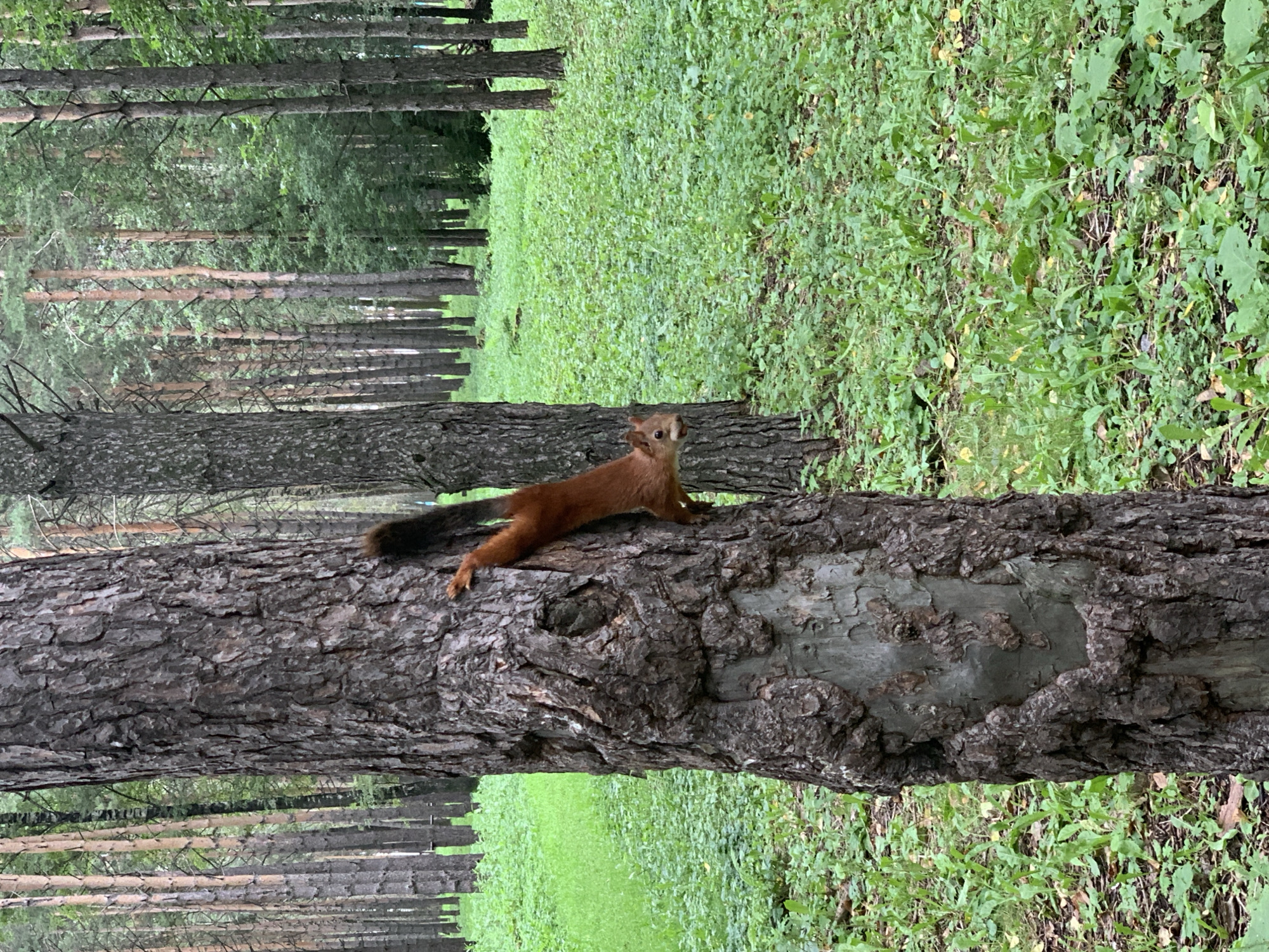 In Prokopyevsk, Russia, a Eurasian red squirrel with a reddish-brown coat and a bushy tail is clinging to the rough bark of a large tree in a forest. The squirrel is oriented vertically, facing left, with its paws gripping the tree trunk. Its head is turned slightly towards the viewer, revealing its facial features. The forest floor is covered in a dense carpet of green grass and small plants, with fallen leaves scattered throughout. In the background, numerous tall pine trees with slender trunks stand in rows, creating a dense forest landscape. The lighting suggests an overcast day, casting a soft, diffused light on the scene.