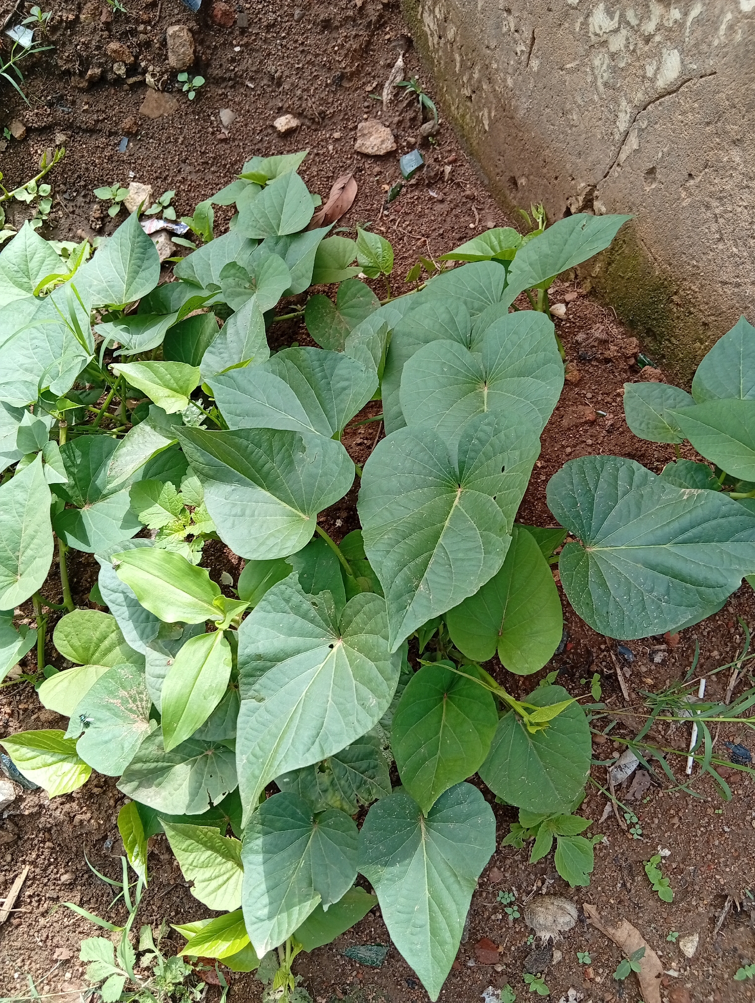 The image shows a patch of sweet potato plants growing in reddish-brown soil. The plants have large, heart-shaped green leaves and are sprawling across the ground. In the background, a concrete structure, possibly a wall or foundation, is visible. The scene is likely an outdoor garden or cultivated area. This scene is typical of many residential areas in Jos, Nigeria, where small-scale cultivation of crops like sweet potatoes is common.