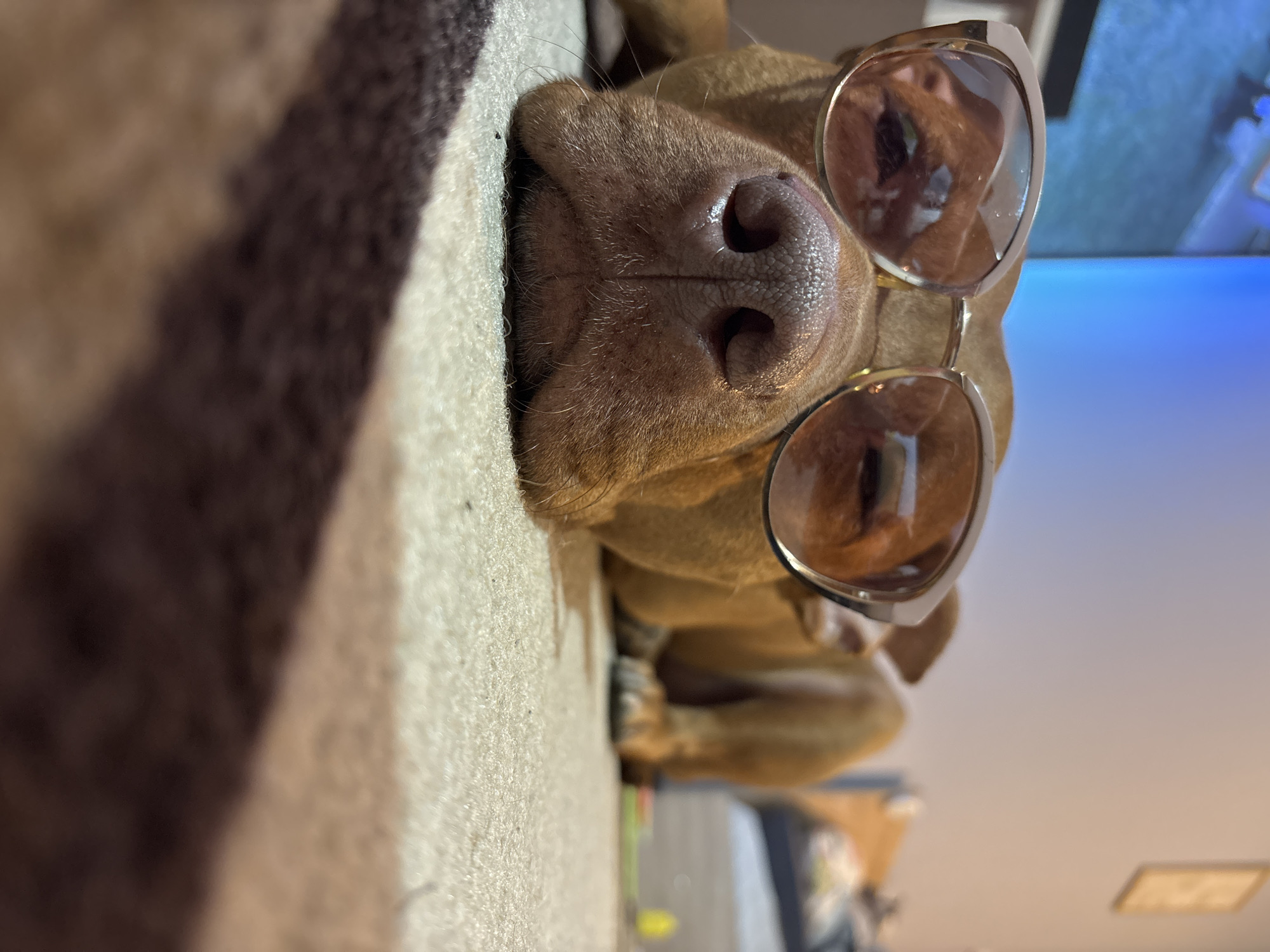 A dog wearing sunglasses is lying on a surface that is adjacent to a patterned fabric object. The dog is light brown in color, and its nose is close to the camera. The sunglasses have a light metal frame and tinted lenses. Part of a room is visible in the background, including a white wall and the edge of an electronic screen emitting blue light. The location cannot be determined from this image.