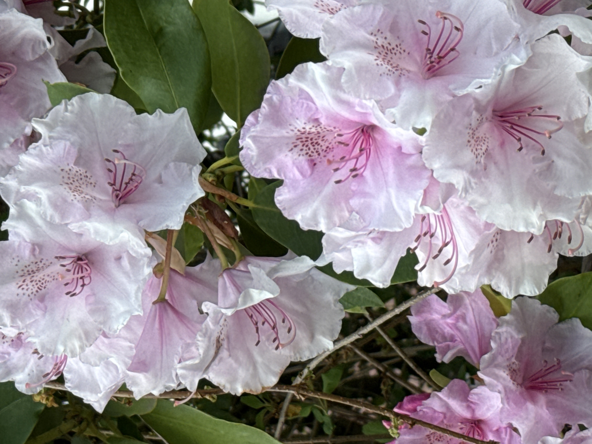 A close-up captures a cluster of rhododendron blossoms in shades of pale pink and white, accented with dark pink speckled patterns within the petals and prominent pink stamens. The blooms are partially surrounded by dark green leaves. The location is not specified in the image.
