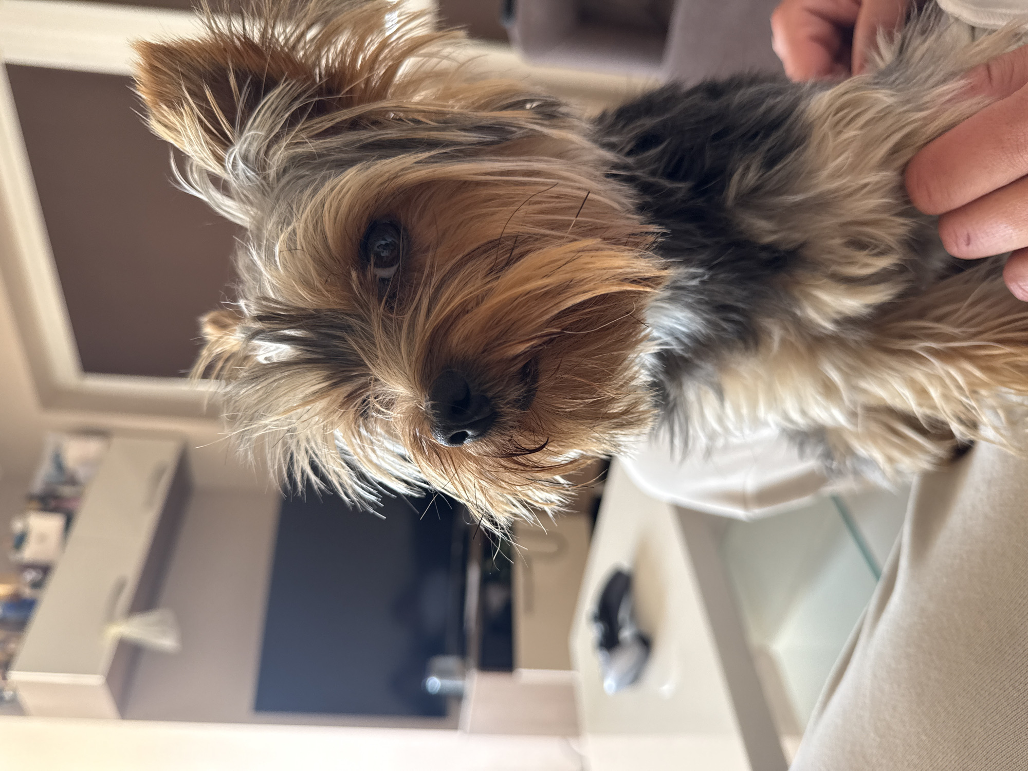 A close-up, slightly tilted, indoor photograph features a Yorkshire Terrier dog. The dog has a distinctive coat with a mix of golden brown, grey, and black fur. The dog is being held; a hand can be seen touching its fur. The background is blurred but appears to be a living room with a TV and a light-colored cabinet. There are no visible indications that the location is Varna, Bulgaria.