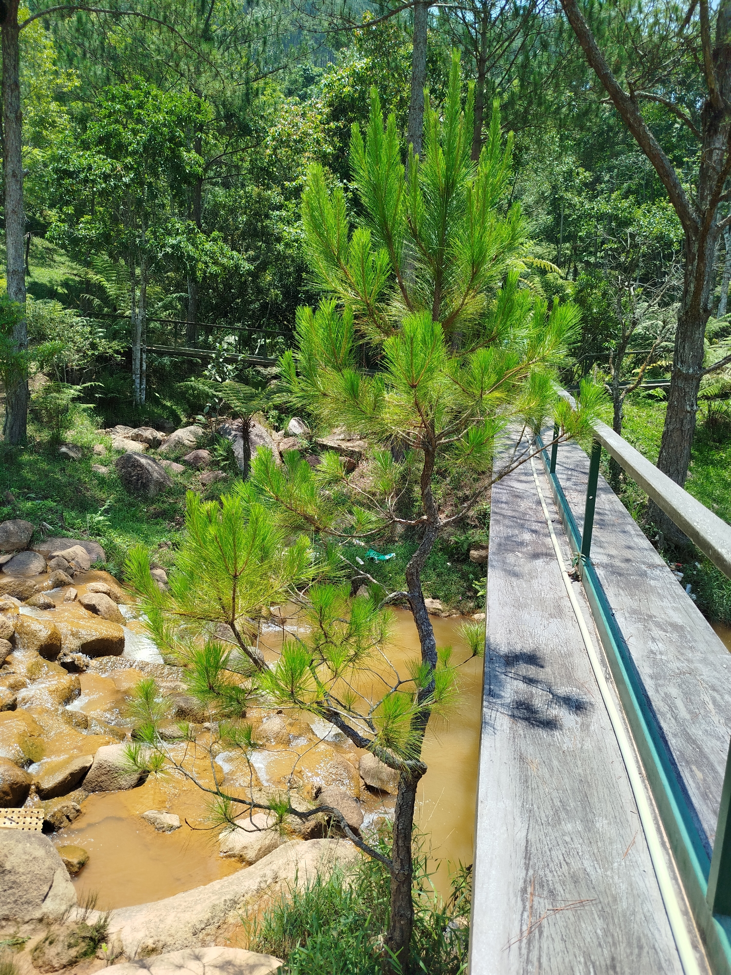 The image shows a view overlooking a rocky stream with murky brown water in a forested area. A young pine tree is positioned near the bank, next to a wooden bridge with green metal railings. The background consists of lush green trees and foliage. The location is Đa Nghịt 1, Vietnam. No people are visible.