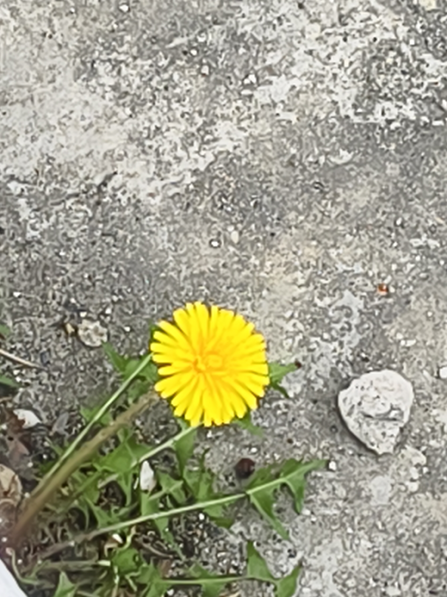 A single dandelion is the focal point of the image, its bright yellow flower contrasted against a weathered, gray concrete surface. Several green stems and jagged leaves sprout from the base of the flower. A small rock rests on the concrete near the dandelion. The concrete ground is speckled with small pebbles and discolored patches.
The image provides insufficient details to establish the location as Magdagachi, Russia.