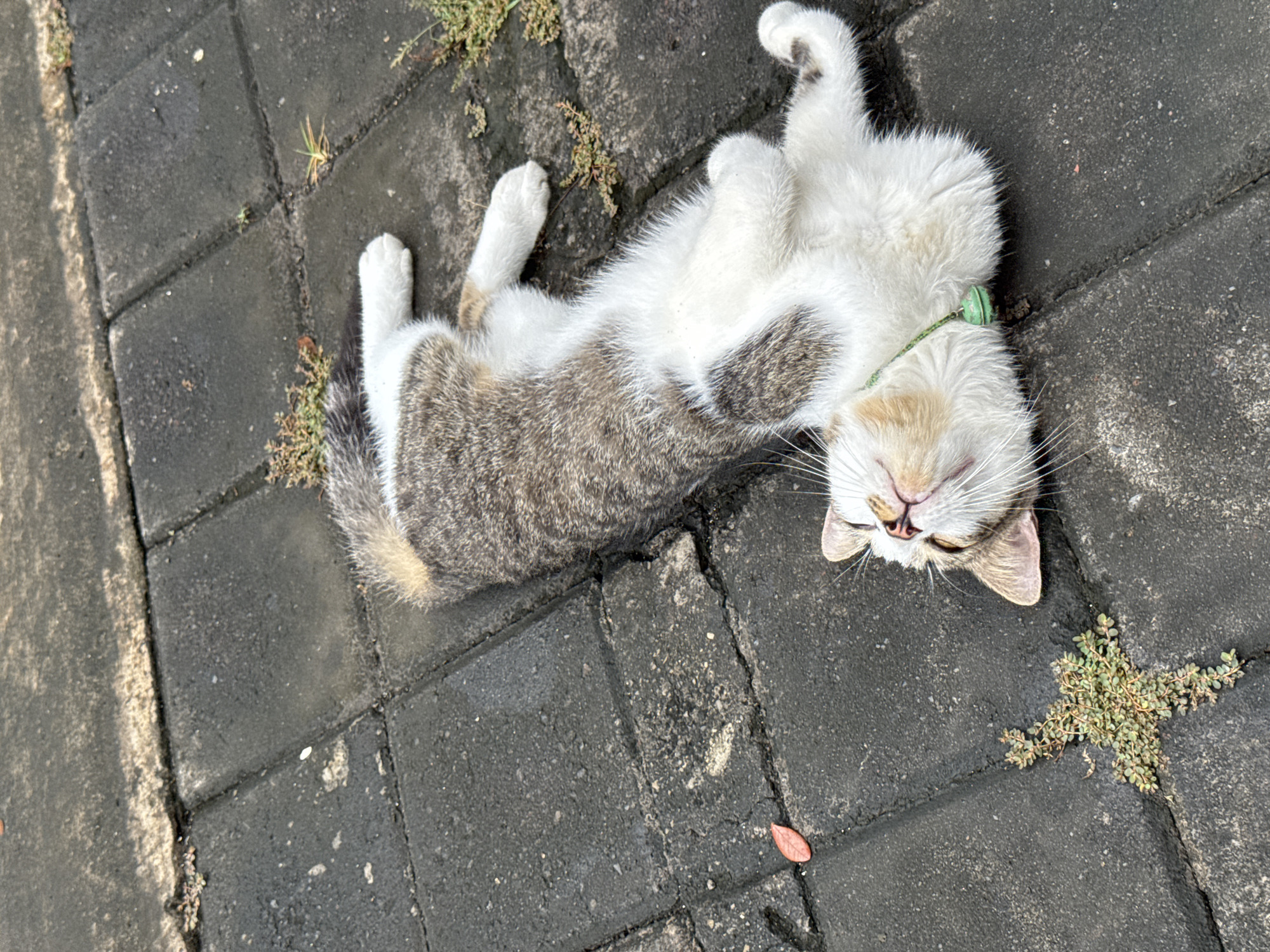 A domestic cat is captured lying completely relaxed on its back on an outdoor paved surface. The cat exhibits a striking coat pattern, featuring white fur on its belly, chest, and paws, contrasting with tabby markings of grey and brown stripes along its back and tail. Its face, a mix of white and light brown with tabby accents, is seen upside down with eyes mostly closed, suggesting it is sleeping or basking contently. A thin, light green collar is visible around its neck. Its front and back paws are gently curled inwards, adding to its relaxed posture.
The cat is positioned on a surface composed of dark grey, rectangular paving stones, which appear worn and slightly soiled. Small patches of green weeds and grass grow in the cracks between the stones, indicating an outdoor setting. A distinct cluster of green growth is visible near the cat's head. Additionally, a small, reddish-brown leaf lies on one of the paving stones near the cat's tail. The lighting suggests it is daytime, and the cat's peaceful expression conveys a strong sense of comfort and ease. The scene is set outdoors, likely on a pathway or patio in Kuta Selatan, Indonesia. There is no visible text in the image.