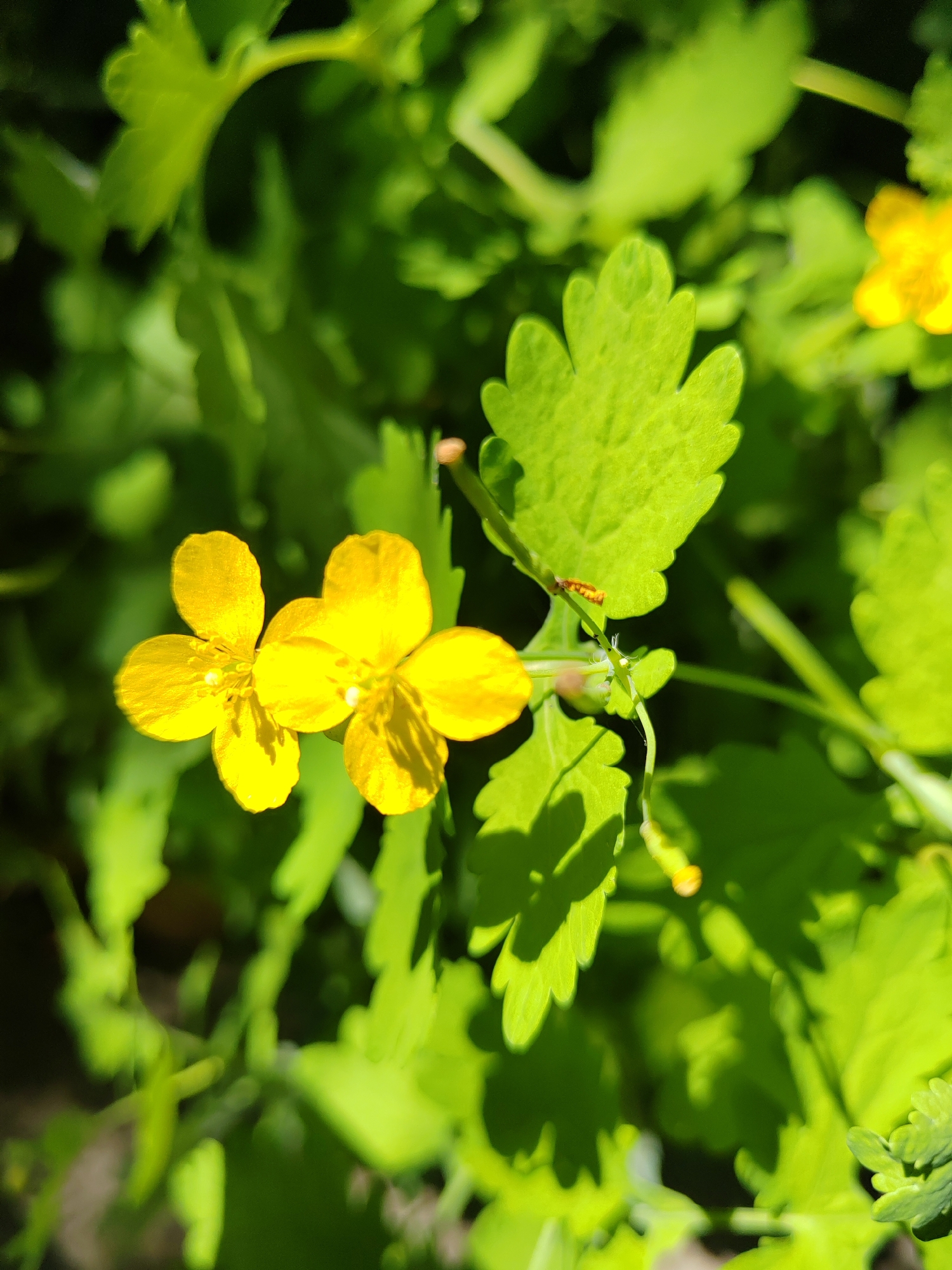 The image shows a close-up of two yellow flowers with five petals each, likely celandine flowers, blooming amidst lush green foliage. The leaves are lobed and serrated, with visible veins. Sunlight casts shadows on the leaves, highlighting their texture. A faint red insect is visible on one of the leaves, and a thin strand of spider silk is present. The background is a blur of green, suggesting an outdoor environment with abundant vegetation. The image does not contain any identifiable landmarks or elements that would allow for pinpointing its location in the city of Kemerovo, Russia. The scene is static and natural, depicting a small section of plant life.