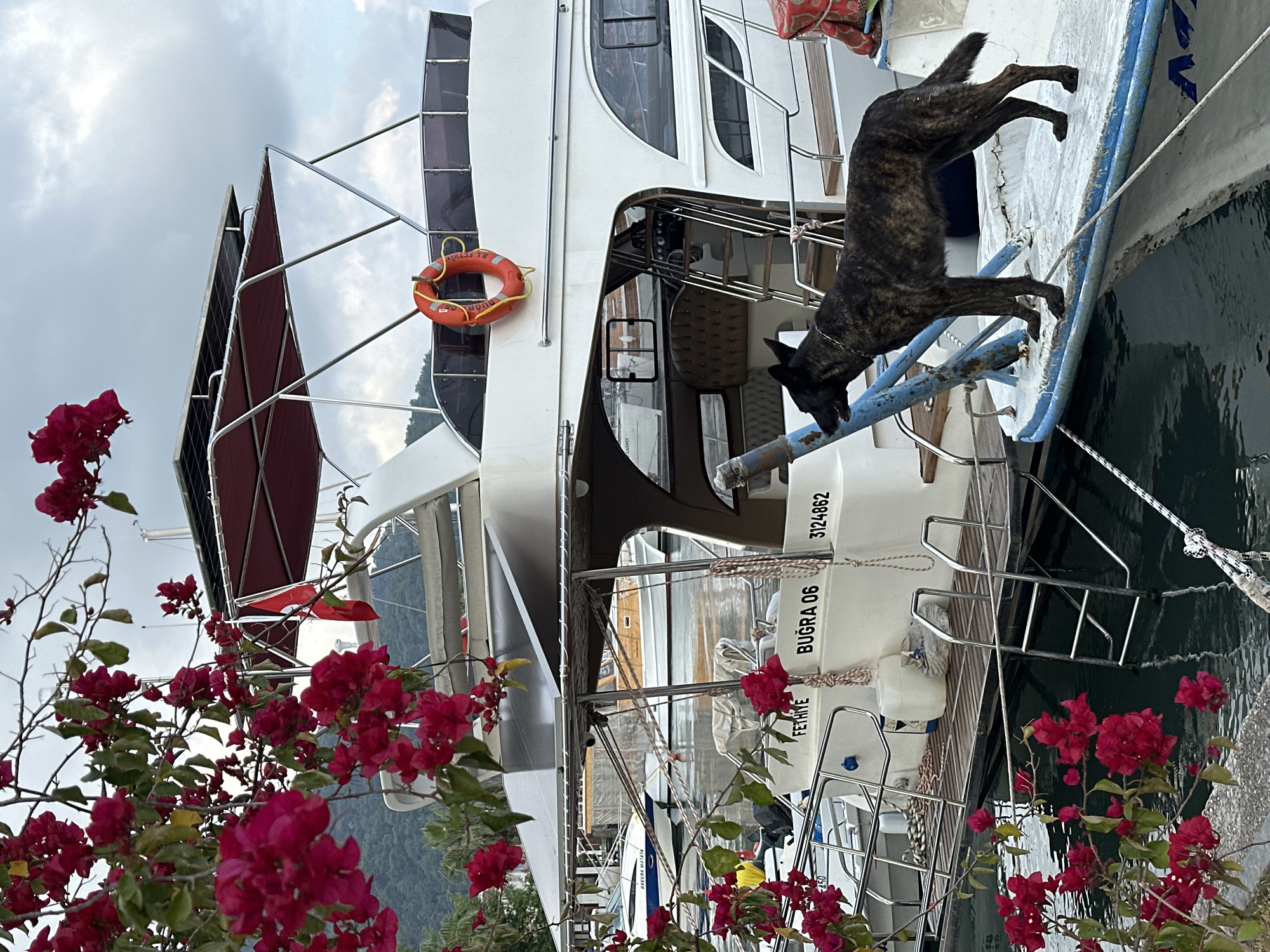The scene depicts a yacht docked in Fethiye, Turkey. The yacht is primarily white, with a multi-tiered structure. On the side of the yacht, the words "BUĞRA 06" and "FETHİYE" are visible, along with the number "3124862." A dog with dark, brindle-patterned fur is on the side of the boat, standing on a railing and looking downward. Bright pink bougainvillea flowers are in the foreground and in the lower part of the scene, with the branches and leaves partially obscuring the view. The water is visible adjacent to the vessel, with a mooring rope tethering the boat. The sky is overcast with a low cloud cover.