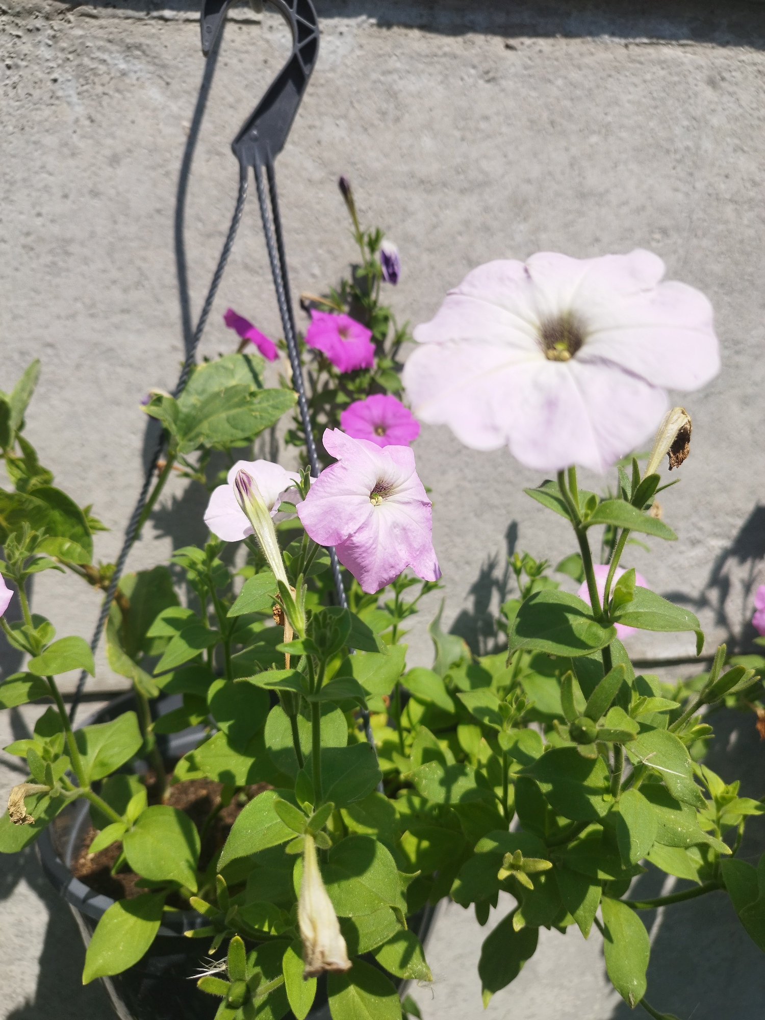 The image shows a close-up of potted petunias with vibrant green foliage and several flowers, some in full bloom and others as buds. The flowers display shades of pink and white, with a prominent large white petunia in the upper right and smaller pink ones scattered throughout. A black plastic hanging hook is visible in the upper left, casting a shadow on a textured gray concrete wall behind the plants. The scene is lit by natural sunlight, creating shadows and highlighting the textures of the leaves and petals. The environment suggests an outdoor setting, likely a balcony or patio, with the concrete wall providing a rustic backdrop. The image does not contain any identifiable people or specific landmarks that would pinpoint its location within Чистенское сельское поселение, Ukraine, beyond it being an outdoor planted area.