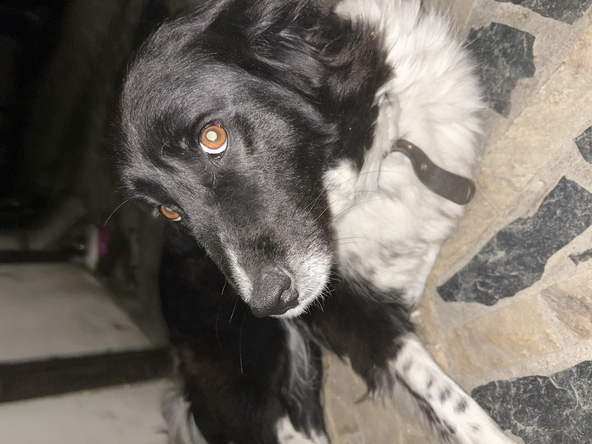 A black and white dog is the central subject of this close-up, eye-level photograph. The dog has a predominantly black face with white markings around its snout and neck. Its most striking feature is its warm, amber-colored eyes, which are looking directly at the viewer with an attentive and curious expression. A brown, leather-like collar with a metallic buckle or stud is visible against the white fur on the dog's neck. The dog's wet nose and prominent whiskers are also clearly visible.
The setting appears to be a dimly lit area, likely at night or in a poorly lit indoor space, as the background is very dark and out of focus. The dog is positioned on a patterned floor made of irregular stone tiles in shades of dark grey/black and light tan/beige. The overall mood is intimate, focusing on the dog's captivating gaze. There is no visible text in the image.