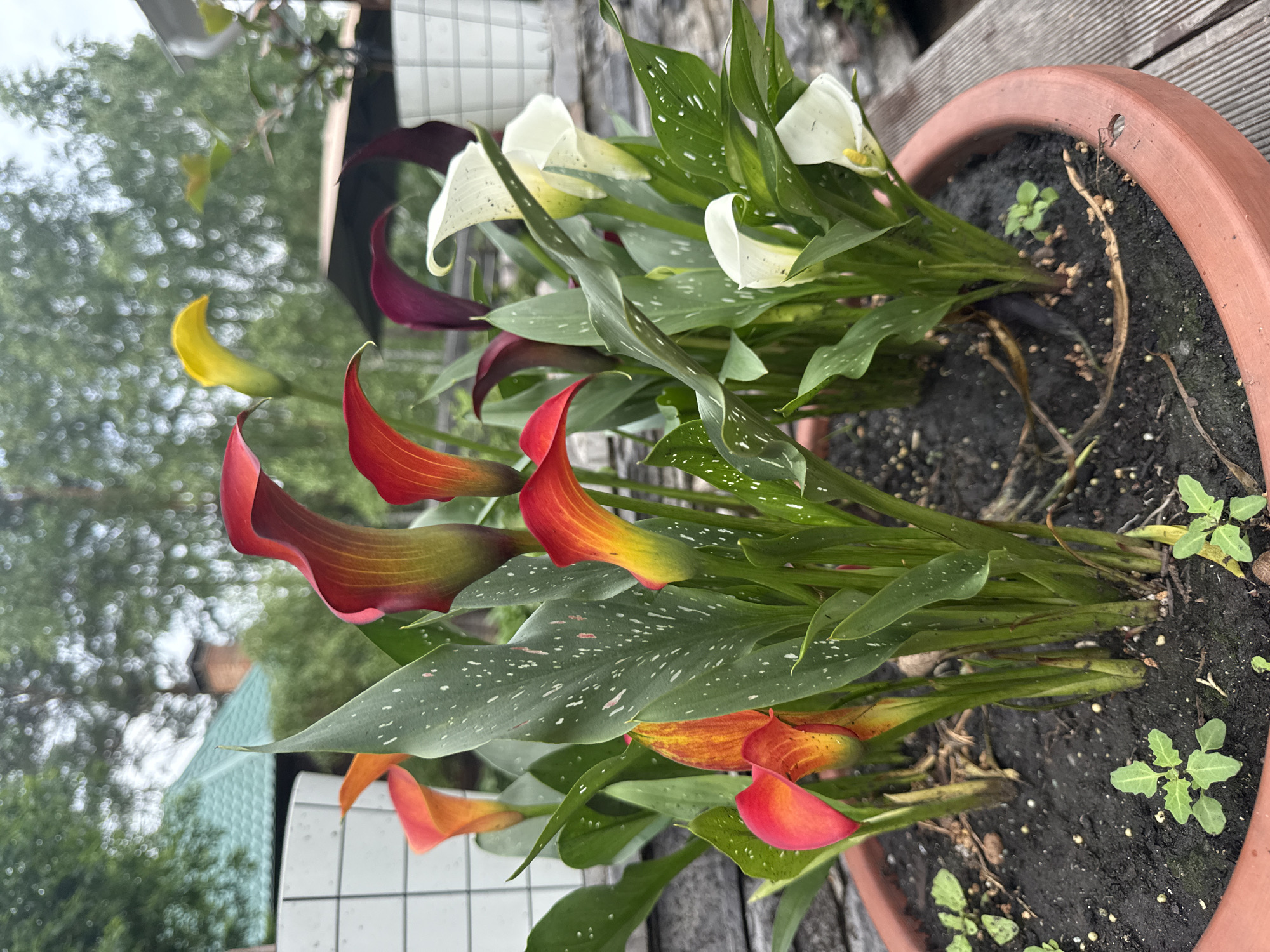A close-up, eye-level outdoor shot captures a terracotta pot filled with a variety of calla lilies in bloom. The calla lilies display a range of colors, including red, orange, yellow, deep purple, and white. Their distinctive spathes are elegantly curved, with some appearing more open and others still partially closed. The leaves are a deep green, speckled with white, and many are curved or drooping. The soil in the pot is dark and moist, with a few small green sprouts emerging from it. In the background, out of focus, are elements of a residential outdoor setting, including a greenish roof of a building, a brick chimney, and dense green foliage of trees under a cloudy sky. The scene is situated in a location that could be the city of Sukhaya, Russia, though this cannot be definitively confirmed from the image alone. There are no people present in the image.