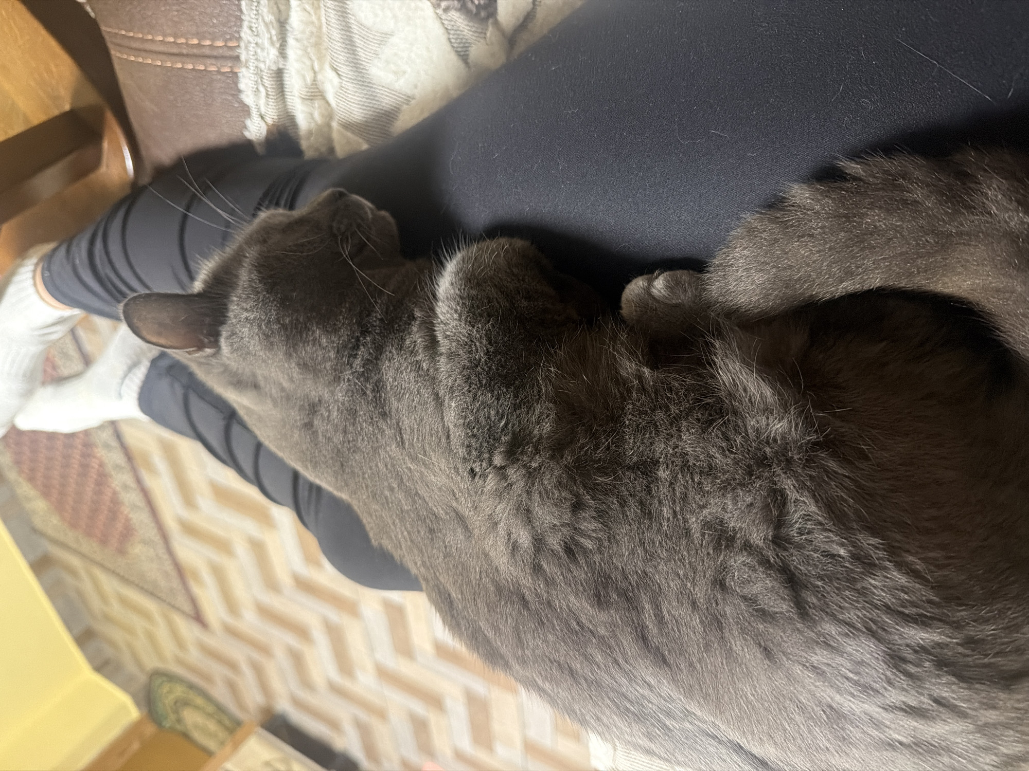 A grey cat is sleeping on a person's lap in a room. The person is wearing black leggings and white socks. The floor is tiled with a herringbone pattern, and there is a rug visible. A brown leather armchair is also present. The scene is indoors and appears to be in a home environment in Orehovitsa, Bulgaria.