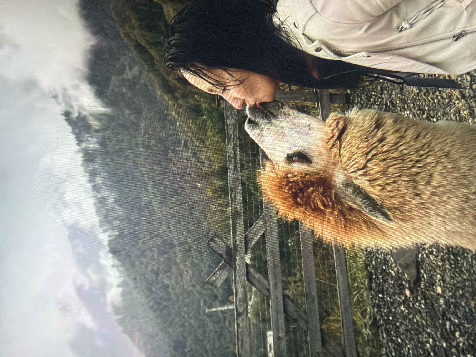 This image, captured in Shumen, Bulgaria, displays a woman engaging in an affectionate interaction with a camelid animal. The scene is presented as a photograph of a digital screen, exhibiting a visible pixel grid pattern.
**Subjects and Interaction:**
A woman with dark, sleek hair is positioned on the right side of the frame, shown in profile. She wears a light-colored, possibly off-white or cream-colored, jacket featuring metallic zippers and snap buttons. Her head is tilted slightly forward, and her lips are puckered, making contact with the muzzle of a camelid animal.
The animal, likely an alpaca or llama, occupies the left side of the frame. It possesses thick, shaggy fur that is predominantly a reddish-brown or orange-tan color, with lighter, possibly off-white, fur around its face and muzzle. Its head is raised, aligning its muzzle with the woman's lips in what appears to be a kiss.
**Environment and Background:**
The immediate foreground consists of a dark, gravelly or rocky ground surface. In the middle ground, a robust wooden fence stretches horizontally, constructed with multiple horizontal planks and reinforced by diagonal cross-bracing, forming an 'X' pattern in one section.
Beyond the fence, a expansive landscape of verdant, tree-covered mountains rises into the distance. The upper sections of these mountains are partially enveloped in clouds or mist, suggesting a humid or elevated environment. A faint, slender, light-colored vertical structure is dimly visible in the far background, to the left of the frame, behind the fence and mountain foliage.