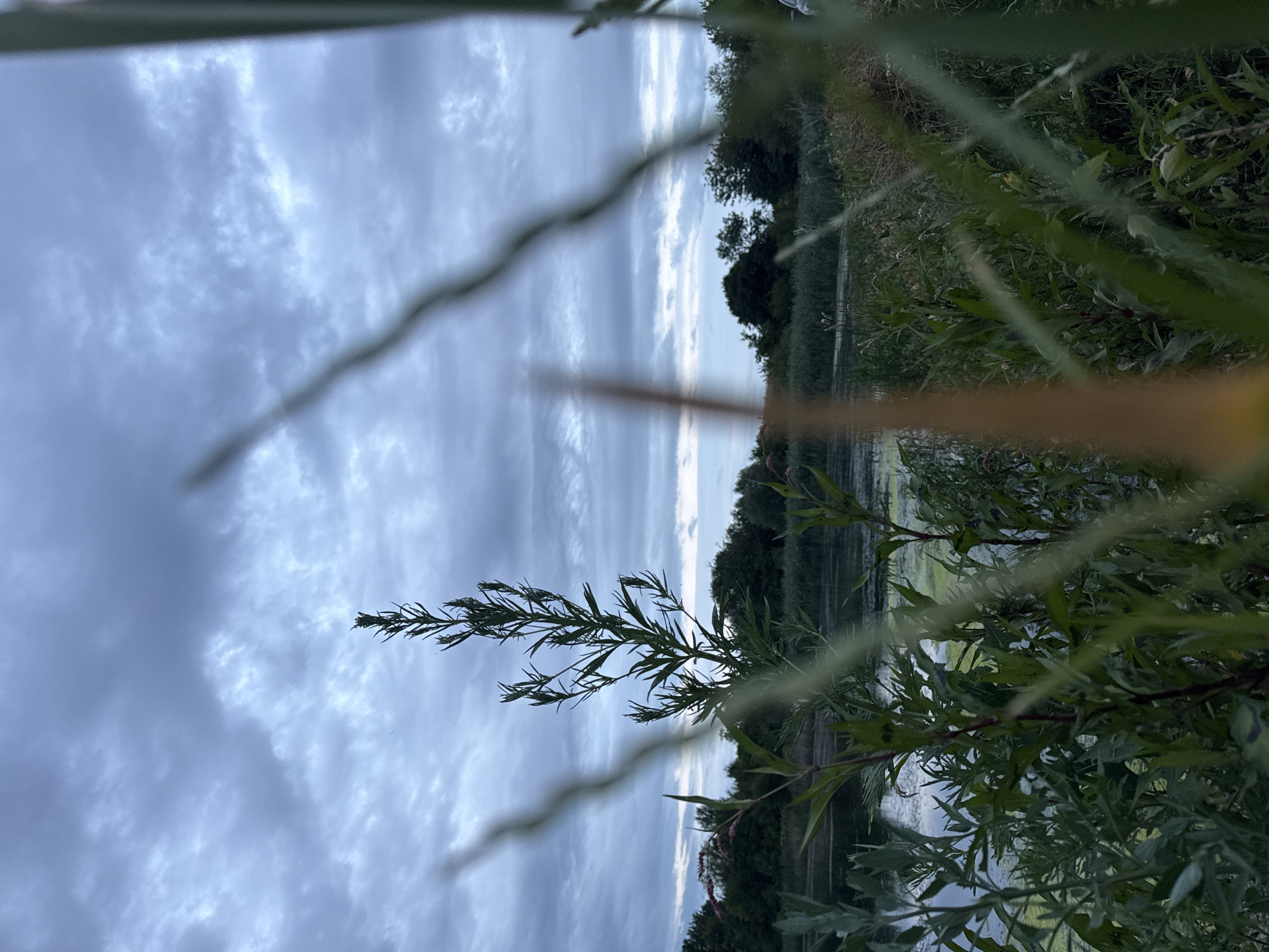 The image depicts a natural scene with a body of water in the background, framed by lush green foliage in the foreground. The sky is overcast with dramatic, dark clouds, suggesting either dusk or impending rain. The water appears calm, with some lighter patches possibly indicating reflections or aquatic plants. A tall, slender plant with many leaves stands prominently in the center-left of the frame, reaching towards the sky. The surrounding vegetation consists of various green plants and reeds, creating a dense, wild atmosphere. The overall impression is one of a serene, somewhat moody natural landscape. There are no visible people or man-made structures that would suggest a specific location within the city of Vinnytsia, Ukraine.