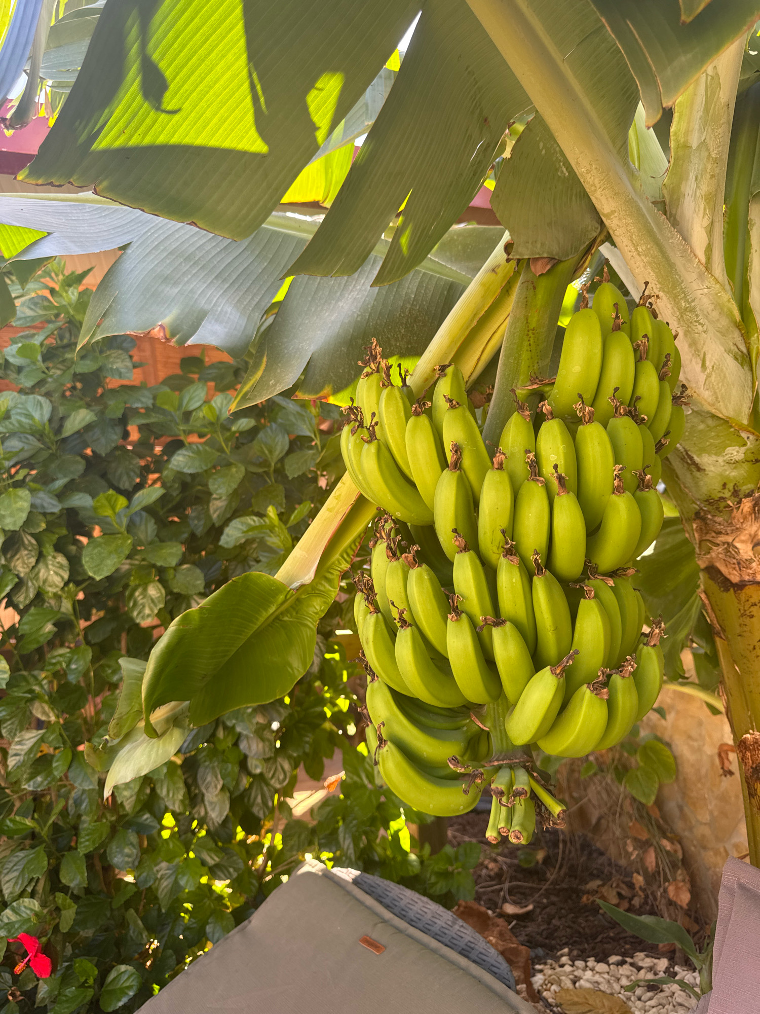 A bunch of green, unripe bananas hangs from a banana tree in a garden. The sun shines through the large leaves of the banana tree, casting shadows on the scene. In the background, a dense green bush with a single red flower can be seen. A portion of a grey wicker chair is visible in the foreground, suggesting an outdoor seating area. The overall scene suggests a warm, tropical or Mediterranean climate, consistent with the location of Albufeira, Portugal. There are no people visible in the image.