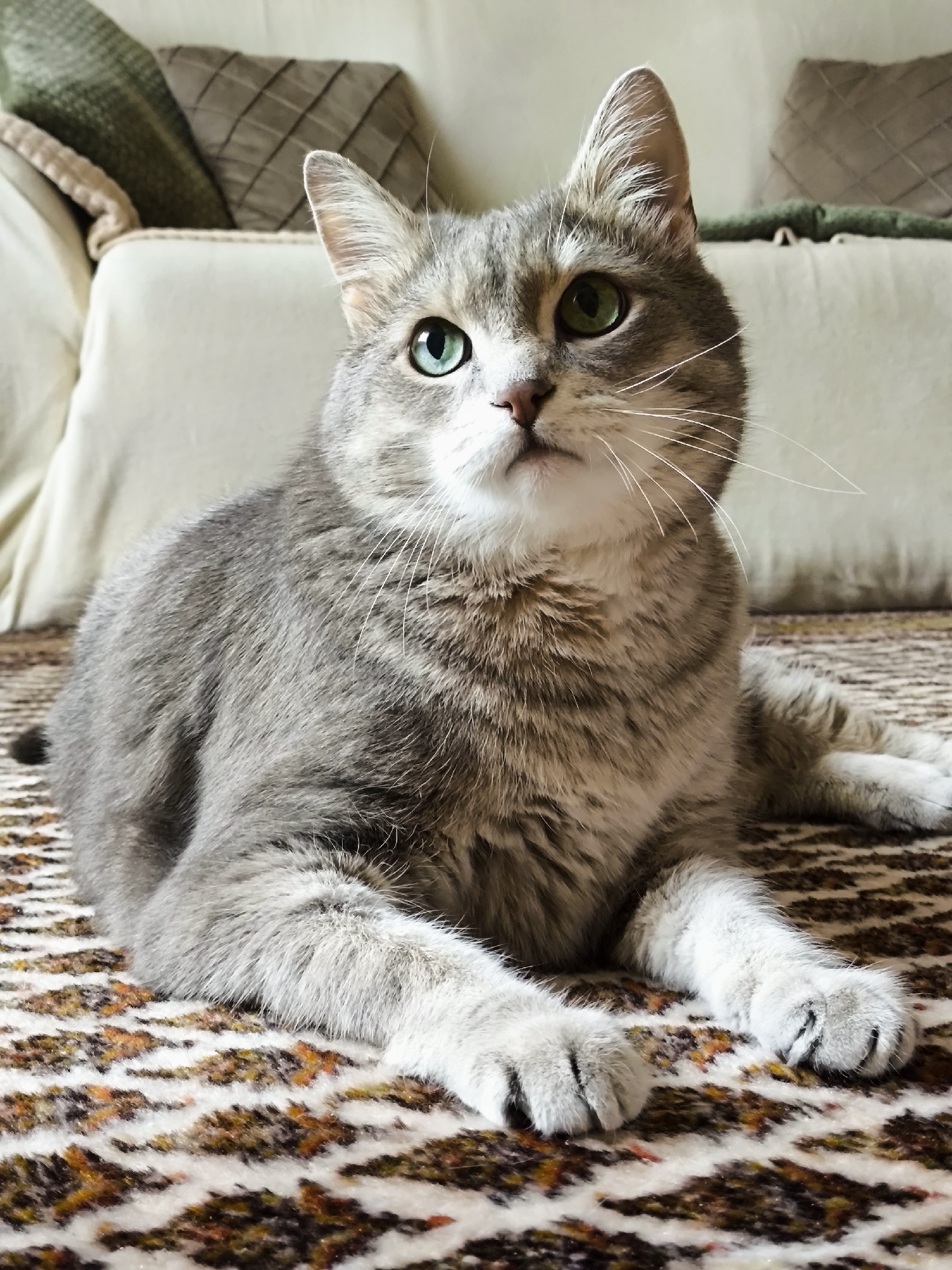 A gray tabby cat with green eyes is lying on a patterned rug in front of a couch. The cat is looking up and to its right, with its front paws crossed. The couch has several pillows on it, including a green knitted pillow and a diamond-patterned pillow. The background is blurred, but it appears to be an indoor setting.