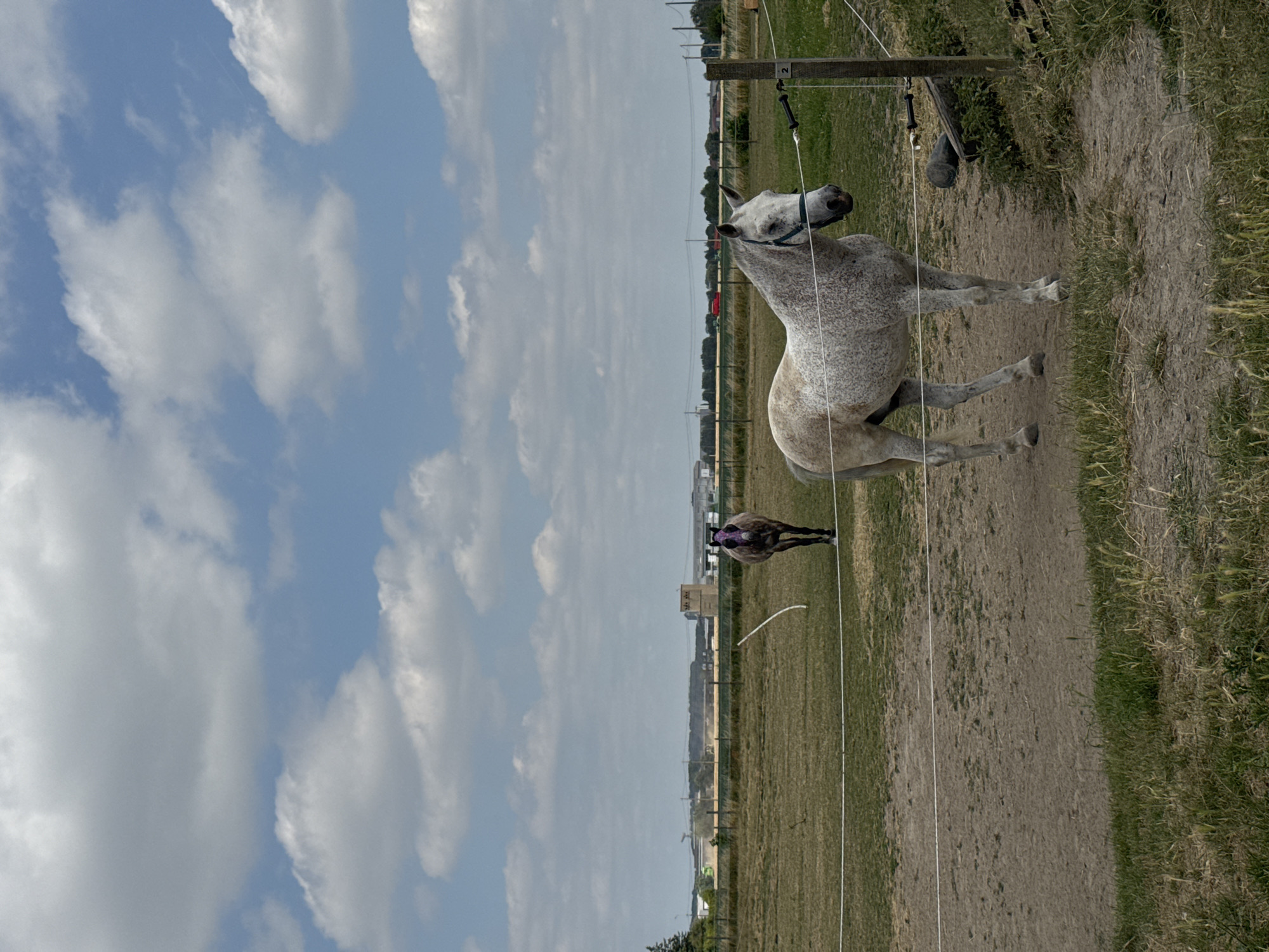 The image depicts a rural scene in Estaimpuis, Belgium, featuring two horses in a fenced pasture under a partly cloudy sky. In the foreground, a white horse with grey speckles stands facing the camera, wearing a blue halter. A white electric fence runs horizontally across the image, separating the foreground from the midground. Behind the white horse, a darker horse with a purplish hue on its face is visible in the midground, facing away from the camera. The pasture consists of dry grass and dirt. In the background, a line of trees and some distant buildings, including what appears to be a tower-like structure, are visible. The sky is blue with scattered white cumulus clouds. The overall environment suggests an outdoor agricultural or equestrian setting.