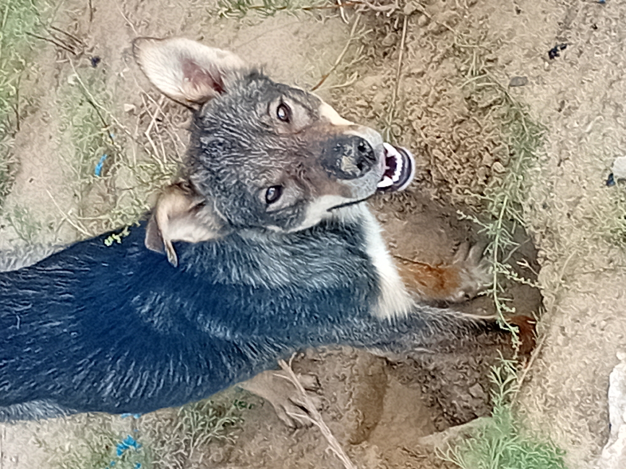 A young dog with grey and black fur stands partially in a shallow excavation in the sandy ground, with sparse green vegetation and debris scattered around. The dog is looking directly at the camera with its mouth open, revealing its teeth and tongue. Its fur is matted and appears to be dirty. The environment suggests an outdoor, unpaved area, possibly in a rural or undeveloped part of Semey, Kazakhstan, given the sandy soil and sparse vegetation.