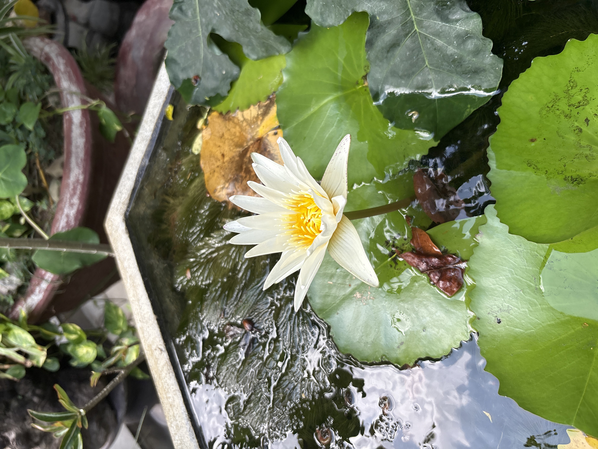 A single white water lily with a yellow center blooms in a rectangular concrete planter filled with dark water and several large green lily pads. A few brown, decaying leaves float on the surface of the water. In the background, out of focus, are two terracotta pots containing green plants. The image is taken from a high angle looking down into the planter. The specific location in Nha Trang Ward, Vietnam is not discernible from the image itself.