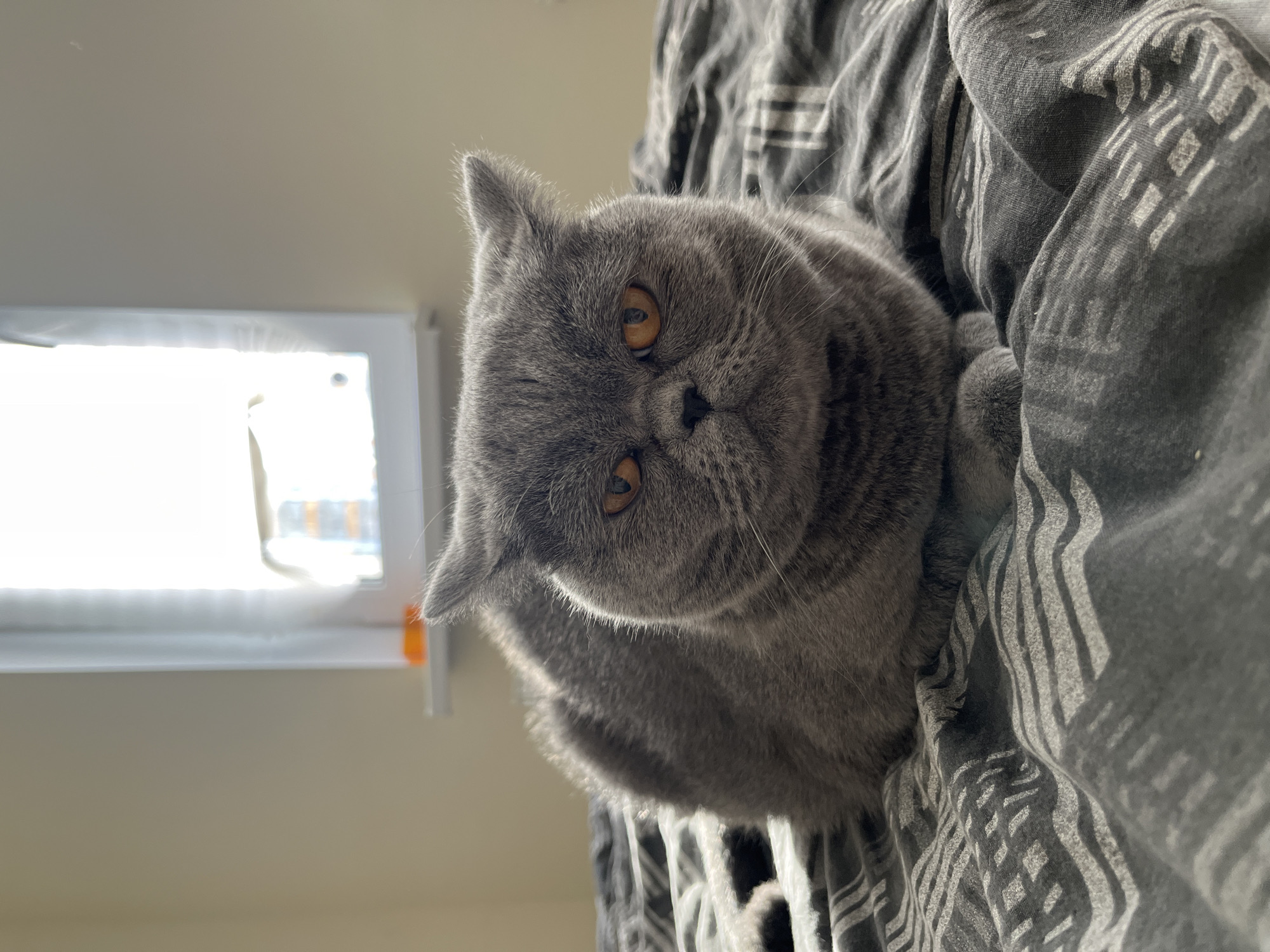 A British Shorthair cat with grey fur and amber eyes is lying on a bed with grey and white patterned sheets. The cat is facing forward, looking directly at the camera with a stern expression. The background shows a window with white blinds and a hint of buildings visible through the glass. The lighting suggests it is daytime, with natural light streaming in from the window.