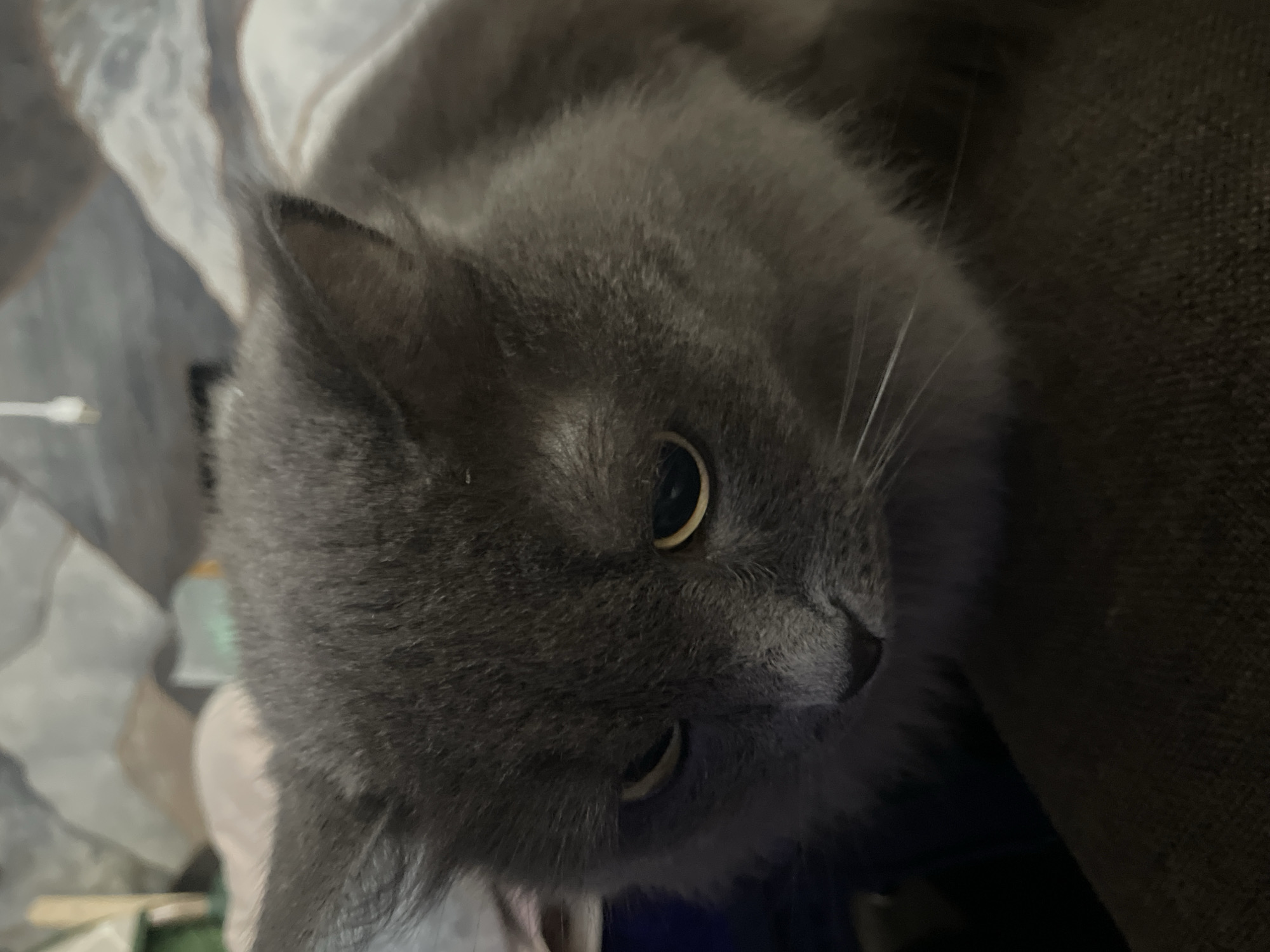 A close-up image shows a gray cat. The cat is lying down, positioned on the right side of the frame. The cat's head is tilted slightly downward, with its face turned towards the camera. The cat has short, gray fur and amber eyes, with a few white whiskers visible. The background consists of soft, indistinct textures in gray. The environment indicates an indoor setting.