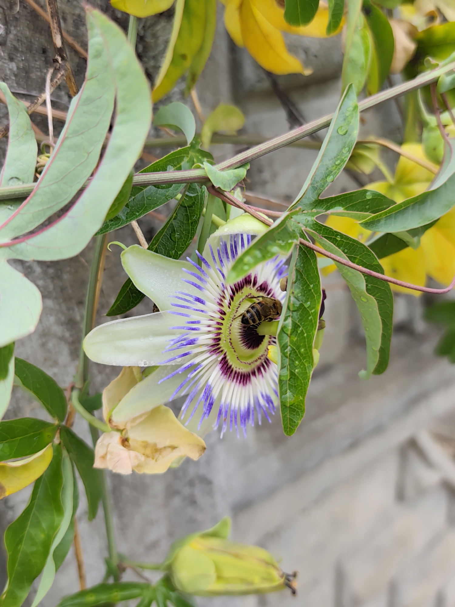 A close-up shot focuses on a single passionflower in bloom, with a bee actively pollinating it. The intricate details of the flower are visible, including its white petals, purple and white filaments, and a dark purple center. The bee, with its striped body, is positioned deep within the flower, suggesting it is collecting nectar or pollen. Surrounding the flower are lush green leaves, some with water droplets, indicating recent rain or dew. In the background, out-of-focus yellow leaves and a textured, light-colored wall suggest an outdoor setting, possibly a garden in Oryol-Izumrud, Russia. The overall impression is one of nature's delicate beauty and the vital role of pollinators.