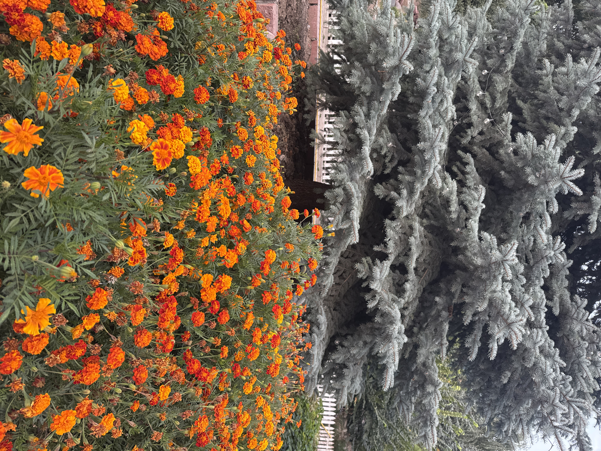 A large blue spruce tree is in the background, its branches filled with subtle string lights. In front of the tree, a dense bed of vibrant orange and yellow marigolds blooms, their green foliage creating a lush carpet. A white picket fence is visible behind the marigolds and in front of the spruce tree. The scene is set outdoors, likely in a garden or park setting in Koy Tash, Kyrgyzstan. There are no people or animals present in the image. The lighting suggests it is daytime, with soft, natural light illuminating the scene.