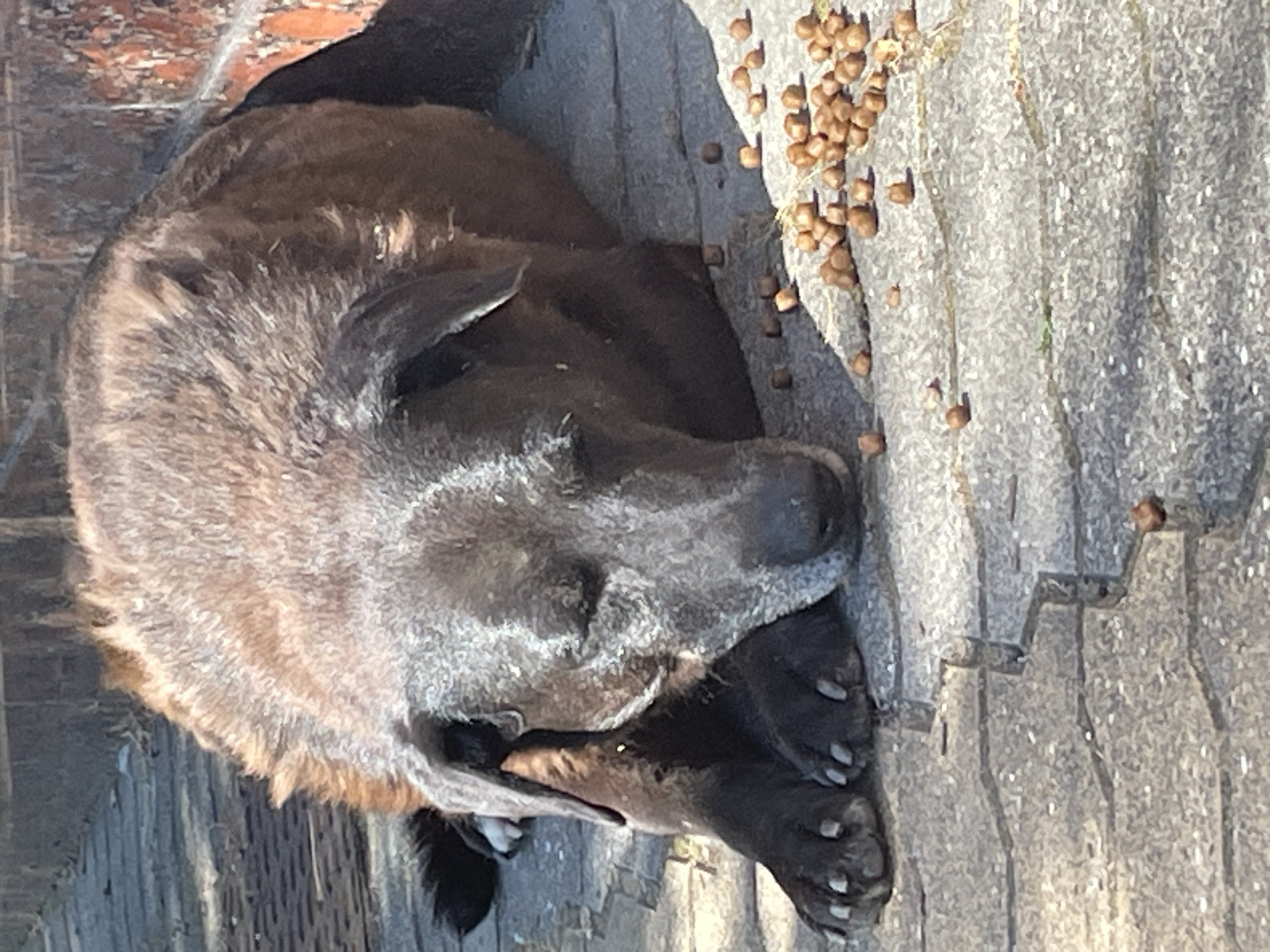 A dark-furred dog with graying around its muzzle and eyes rests on a paved surface. The dog is lying down with its head resting on its paws, and its eyes are closed. Scattered around the dog are small, brown, pellet-like objects, possibly kibble or seeds. The paved surface appears to be made of interlocking gray stones. In the background, a brick wall is visible, and to the left, there is a glimpse of what looks like a grate or drain. The lighting suggests it is daytime with bright sunlight casting shadows. The image does not contain any specific landmarks or elements that would indicate a location in Sochi, Russia.