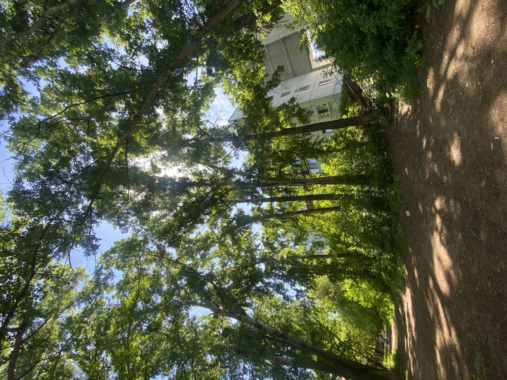 The image captures a vibrant, sunlit scene along a dirt path lined with tall, leafy green trees in Chaikovsky, Russia. The viewpoint is looking upwards and along the path, which appears to extend into the distance. The dense canopy of trees forms an almost tunnel-like arch overhead, allowing glimpses of a bright blue sky. Sunlight filters through the leaves, creating a strong play of light and shadow on the path, with prominent dappled patterns.
In the background, partially obscured by the trees, stands a light-colored, multi-story building, possibly an apartment complex or institutional structure, with several windows visible. The time of day appears to be sunny daytime, likely morning or afternoon, given the bright illumination and distinct shadows. The weather is clear and pleasant. No specific activities or individuals are clearly visible, and there is no discernible text in the image. The scene evokes a sense of tranquility and nature within an urban or semi-urban setting.
