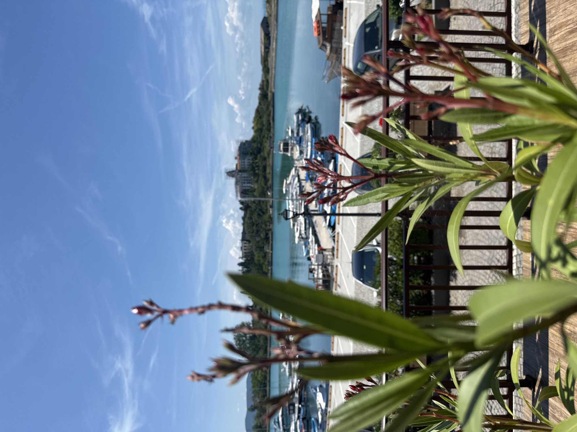 This image captures a serene marina scene with a focus on the foreground flora. In the foreground, out-of-focus green leaves and reddish-brown flower buds dominate, suggesting a lush, natural element against the man-made structures beyond. A wooden railing runs horizontally, separating the plants from the background.
Behind the railing, a paved area with parking spaces is visible, with two cars parked. A street lamp stands near the parking area. The middle ground showcases a vibrant marina filled with numerous white and blue boats of varying sizes docked on the turquoise water. The water is calm, reflecting the clear blue sky dotted with wispy white clouds.
In the distance, across the water, a prominent white building with classical architecture is situated on a lush green hillside, hinting at historical or significant structures. The overall environment suggests a sunny day in a coastal city, likely during the warmer months. The location is identified as Sozopol, Bulgaria, a historic seaside town known for its picturesque marinas and ancient architecture.