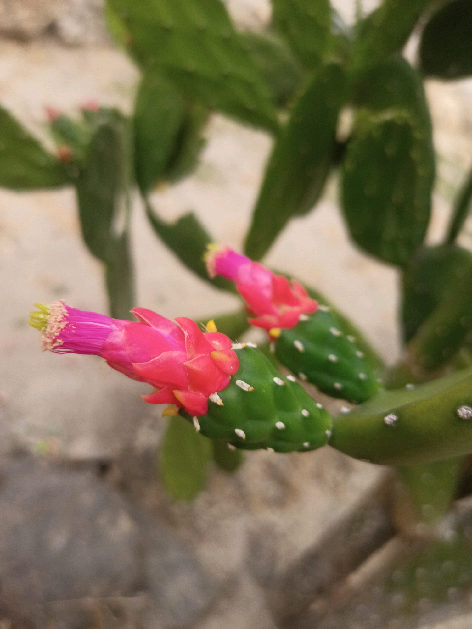 The image shows a close-up of a prickly pear cactus with two pink flowers in bloom. The cactus pads are green and have small white dots, which are areoles from which spines can grow. The flowers are vibrant pink and have yellow stamens. The background is blurred, appearing to be a sandy or rocky surface. There is no indication of human presence or any specific location within Karangtalun, Indonesia.