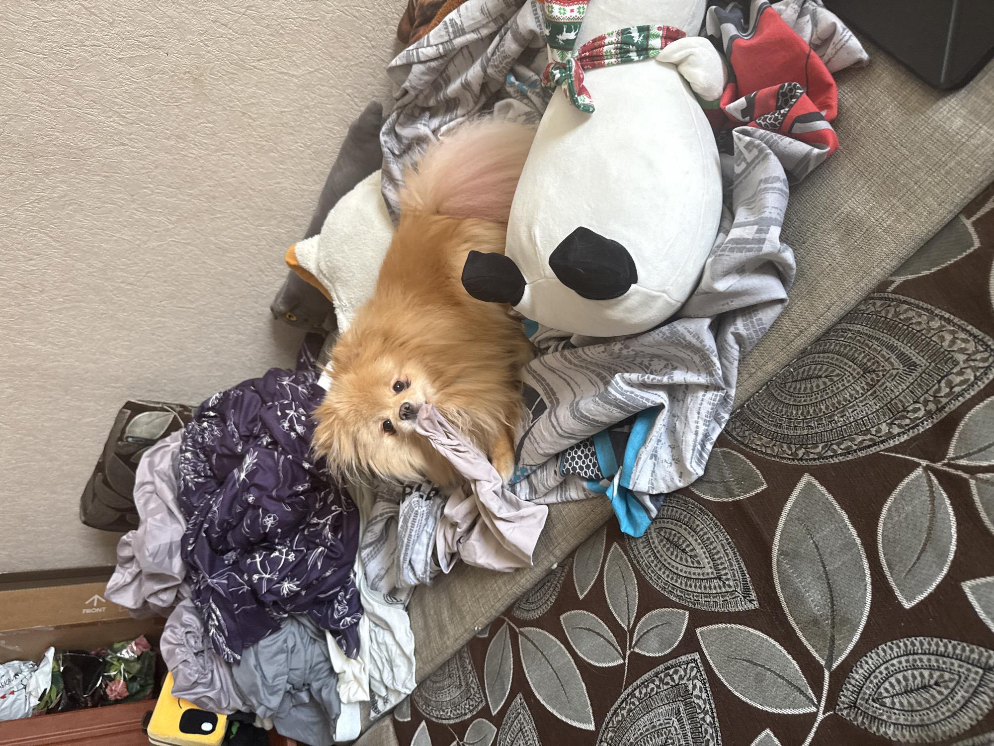 In an indoor environment with a plain, textured wall, a fluffy, light orange Pomeranian dog is lying on a pile of rumpled laundry. The dog is positioned centrally in the frame, with its head turned towards the viewer and its mouth open, appearing to chew on a piece of fabric. Scattered around the dog are various items of clothing and bedding, including a purple comforter with a white floral pattern, grey and white striped sheets, and a white stuffed panda bear with black eyes. To the left of the dog, partially visible, is a yellow object with black features, resembling a toy. The dog's tail, which is a lighter pinkish hue, is visible to the right. The laundry is spread across what appears to be a couch or bed, characterized by a brown fabric with a large, repeating leaf pattern. The overall scene suggests a domestic setting where laundry has been recently moved or is in the process of being organized.