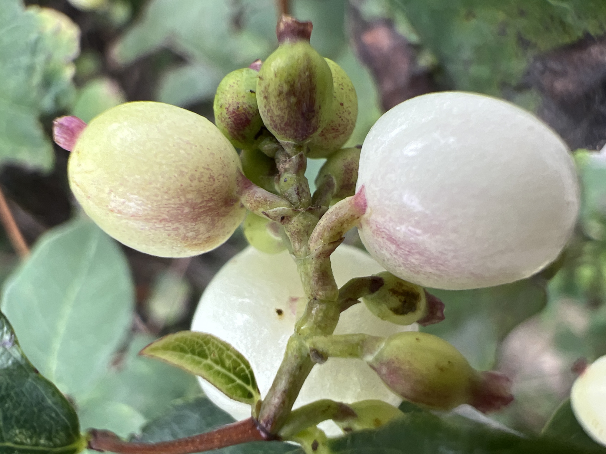 This is a close-up, vertical, eye-level, outdoor photograph of a cluster of berries on a plant. The berries vary in color from creamy white to pale green with reddish-purple speckling. Some of the berries are round, while others are more elongated. The stem and branches are a reddish-brown and green. There are also some green leaves visible in the background, which are slightly out of focus. The lighting appears natural, suggesting it was taken during the daytime. There are no people or discernible man-made objects in the image. The photograph is a detailed, macro view of the plant's reproductive parts. No specific location in Moscow, Russia, can be identified from the image alone.