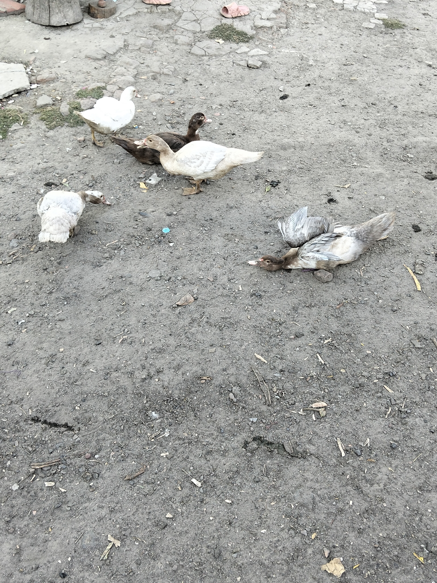 In the city of Ustyvytsia, Ukraine, a group of ducks are gathered on a dirt ground. Among them, three ducks are visible in the upper left portion of the image, with one white duck standing and two dark-colored ducks near it. Below them, two more ducks are present, one white and one dark. In the lower right section of the image, a duck is lying on its side on the ground, appearing to be resting or possibly deceased. The ground is composed of dirt and small stones, with some scattered debris such as leaves and twigs. The overall environment suggests an outdoor, possibly rural or semi-rural setting.