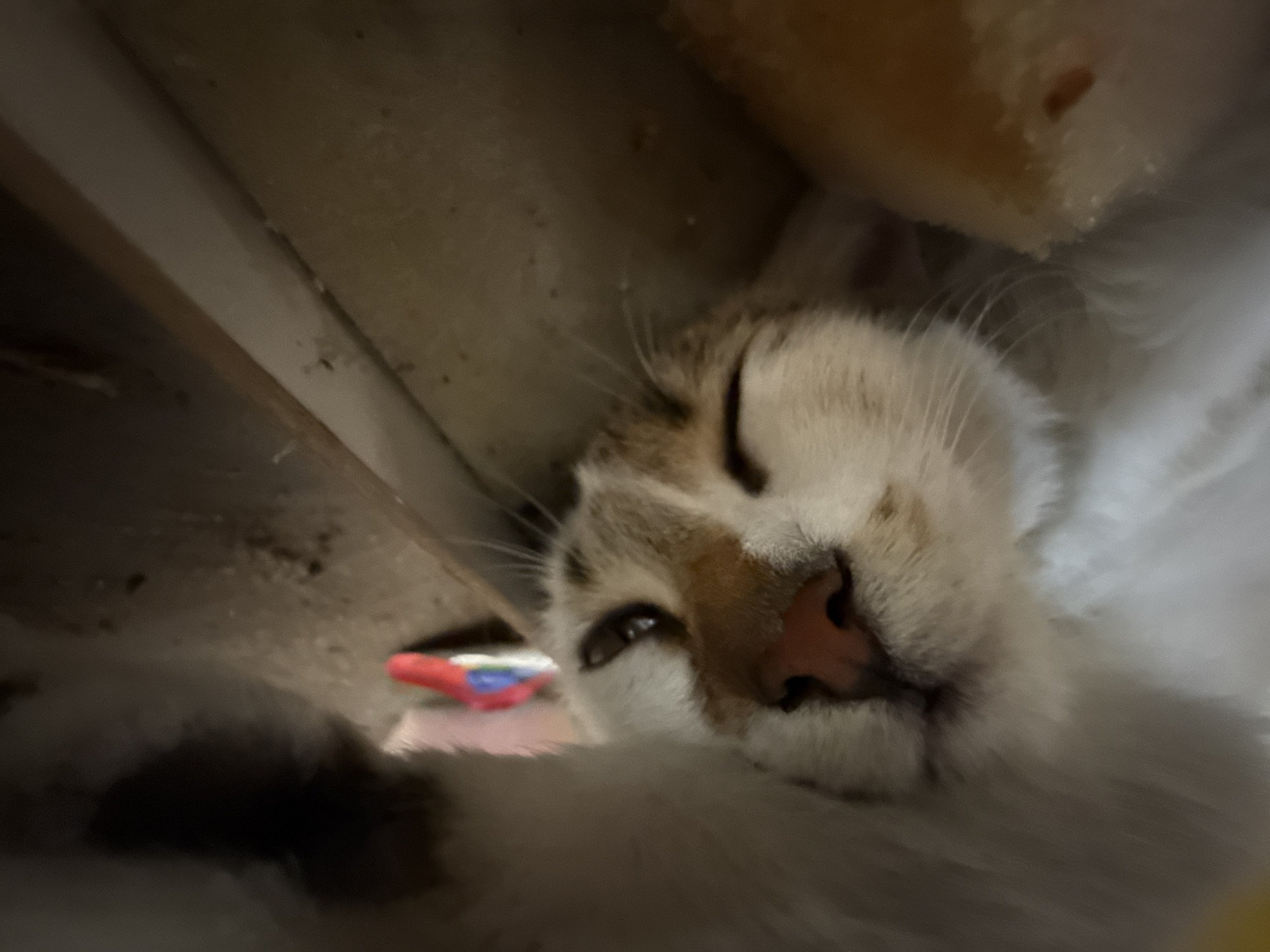 A close-up shot of a cat's face, predominantly white with tan and brown markings, is captured. The cat is lying down, with one eye closed and the other partially open. Its pink nose is prominent. The cat seems to be nestled in a confined space, possibly under something, as suggested by the presence of wood-like materials and a glimpse of a red and blue object in the background. The exact location within Plovdiv, Bulgaria is not apparent from the image.