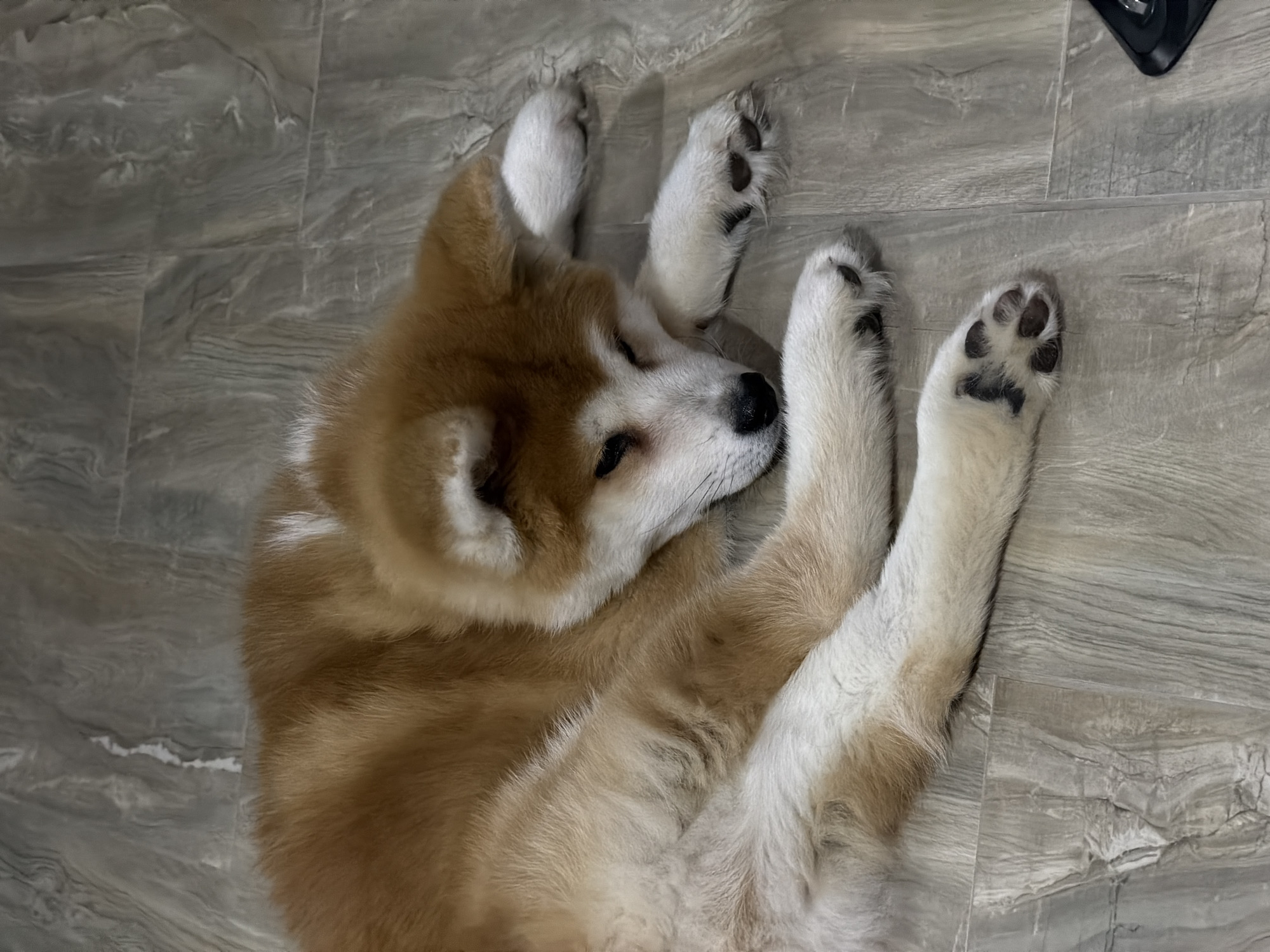 A tan and white Akita dog is lying on a gray, wood-look tile floor. The dog is curled up, with its head resting near its rear. All four paws are visible, showing black paw pads. The dog appears to be sleeping or resting. Part of a black electronic device is visible in the upper right corner. The location is unknown.