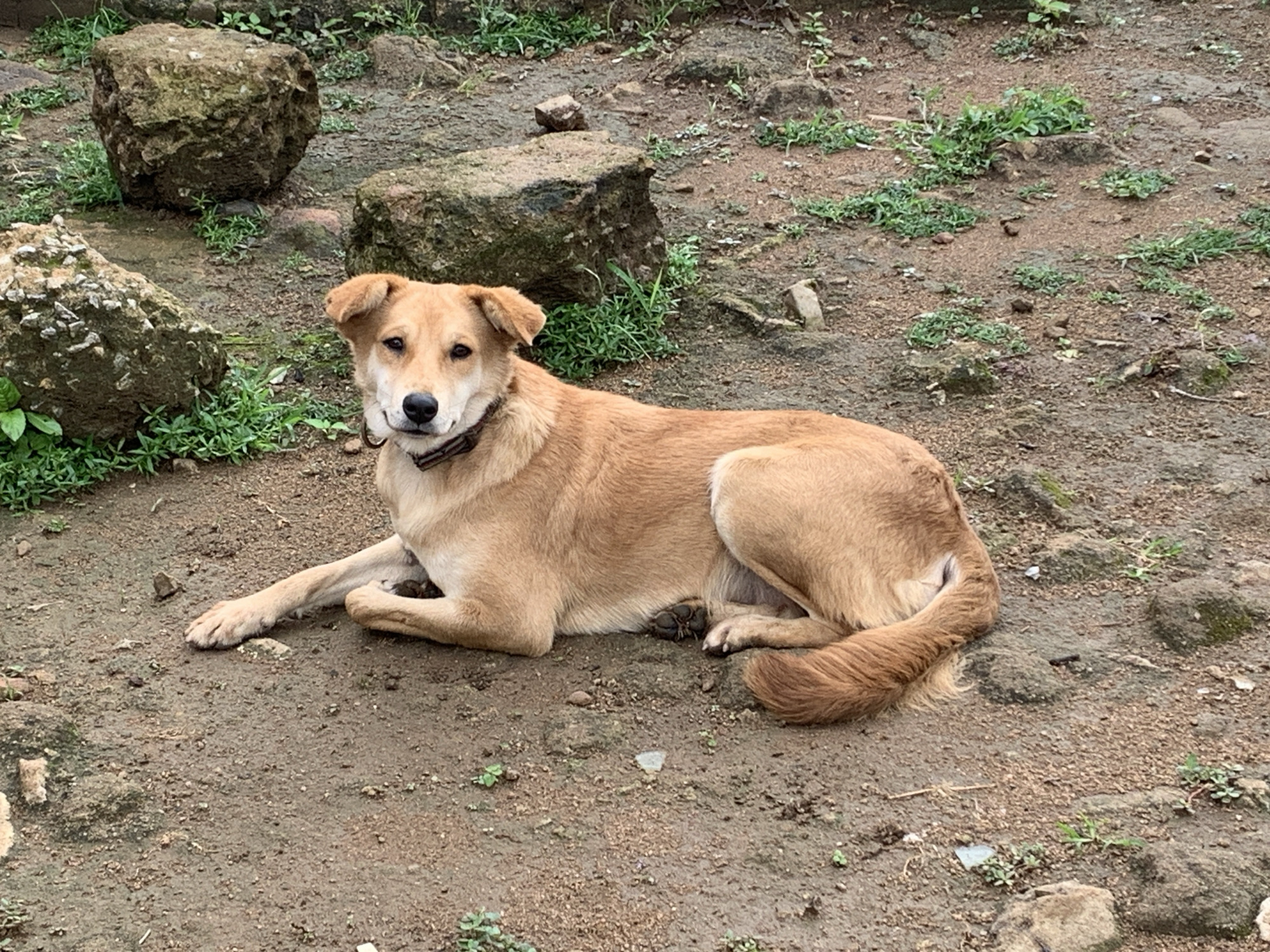 A medium-sized, tan-colored dog with pointed ears is lying down on a dirt ground in Kuru Karama, Nigeria. The dog is facing the camera, with its head slightly tilted. It is wearing a dark-colored collar. Behind the dog, there are several large rocks and some scattered green vegetation. The ground appears to be damp and uneven. The overall environment suggests an outdoor, possibly rural or semi-rural setting.