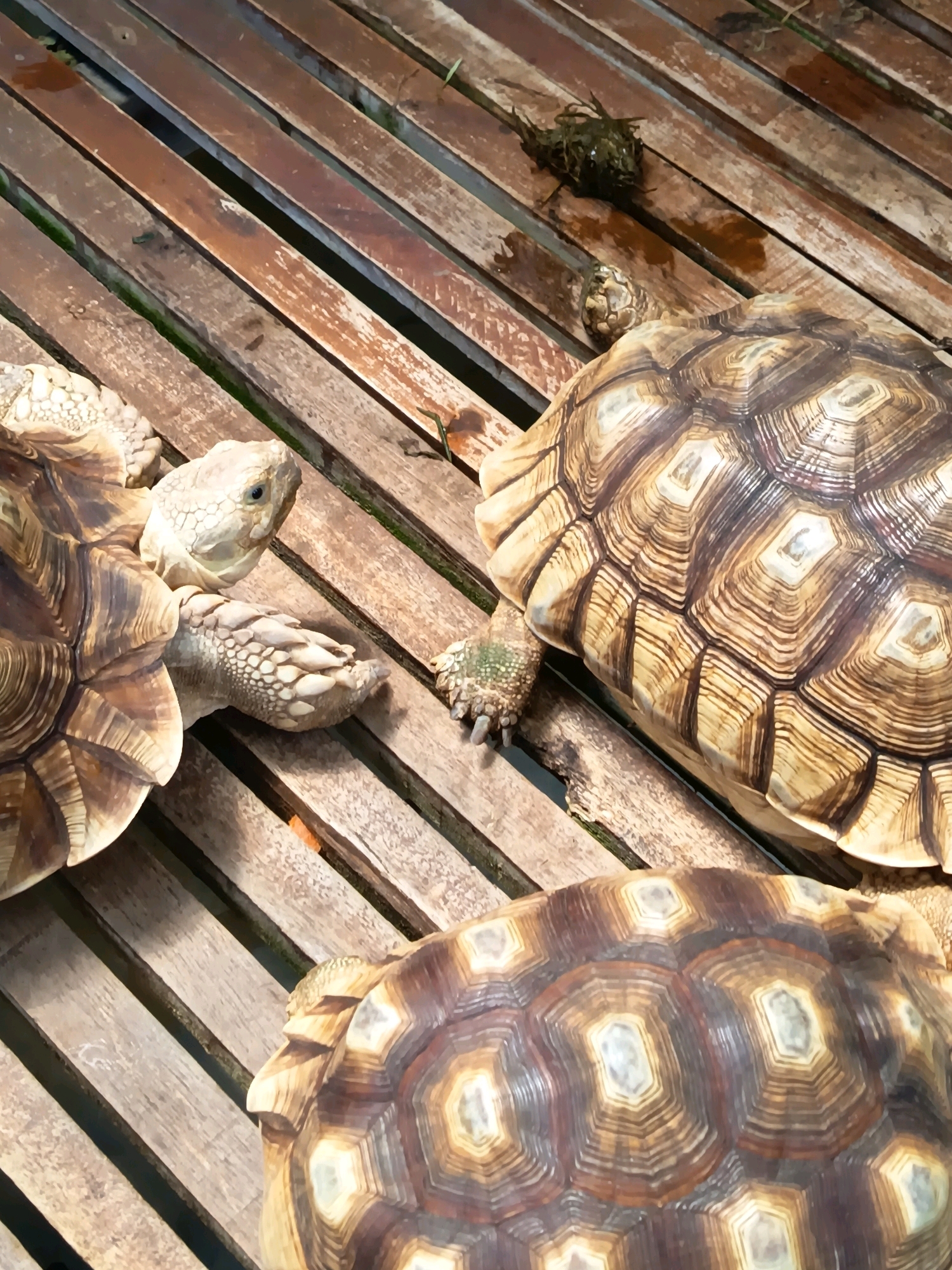 Three sulcata tortoises are positioned on a wooden slatted surface. The tortoise on the left is partially visible, with its head and forelimb extended. Its head is light tan with visible scales and a dark eye. Its forelimb also displays scaled skin and claws. In the center, a tortoise's clawed foot is visible, along with a small pile of dark, possibly fecal matter, and a small, light-colored tortoise shell. To the right, a large tortoise's shell is prominently featured, showcasing its intricate geometric pattern of brown and tan scutes. Below this, another large tortoise's shell is visible, also displaying a similar patterned carapace. The wooden surface is weathered and appears to be outdoors, with some green vegetation visible in the gaps between the slats. The scene does not contain any elements that specifically indicate a location in Yogyakarta, Indonesia.