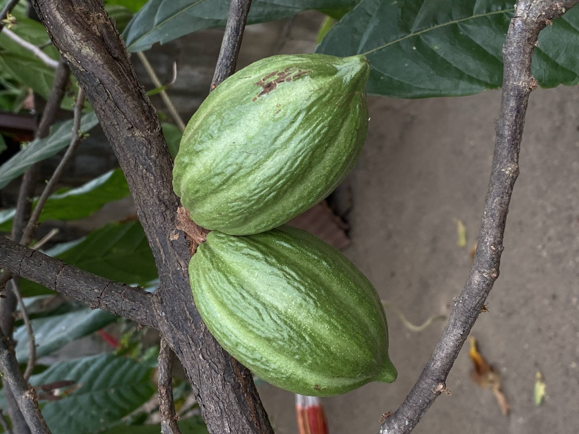 The image shows two green cacao pods growing directly from a branch of a cacao tree. The pods are positioned one above the other, and are attached to a textured, dark-colored branch. The cacao tree is located outdoors, possibly in Tinaquillo, Venezuela, as specified. The background is blurred and includes glimpses of green leaves and a concrete surface.