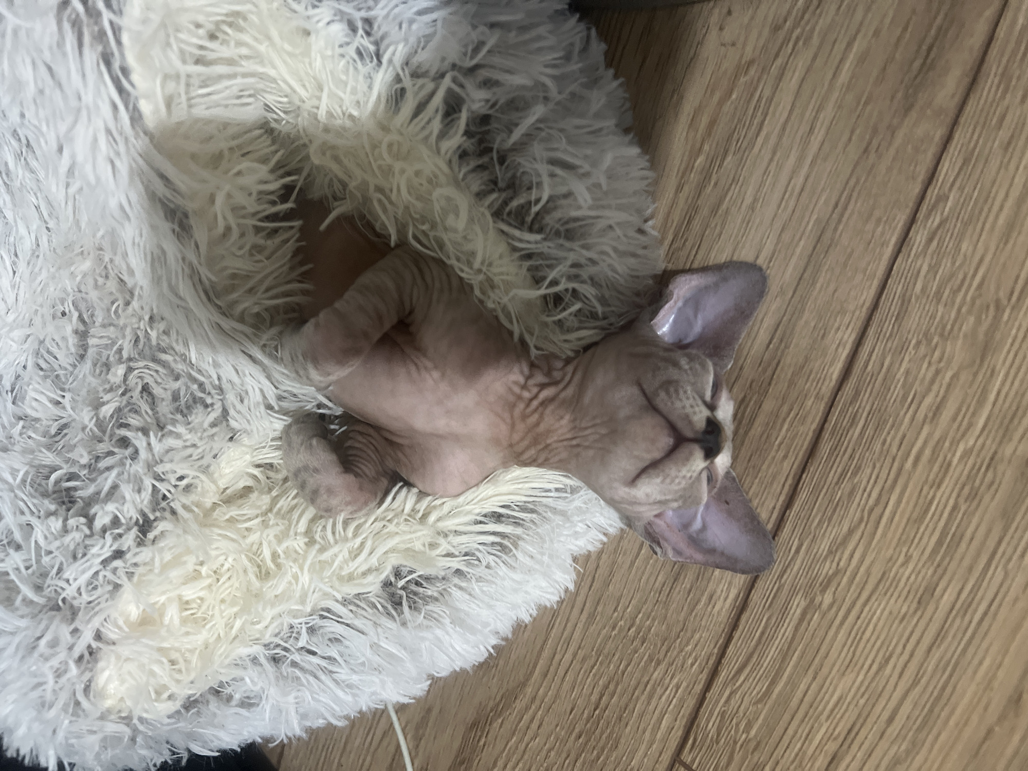 A hairless cat is curled up asleep on a fluffy, white and gray pet bed that sits on a light brown wood floor. The cat's head is oriented to the right, with its mouth slightly open and one ear visible. The cat's body is curled, and its paws are tucked in towards its body. The floor appears clean and well-maintained. The location is not discernable from the image.