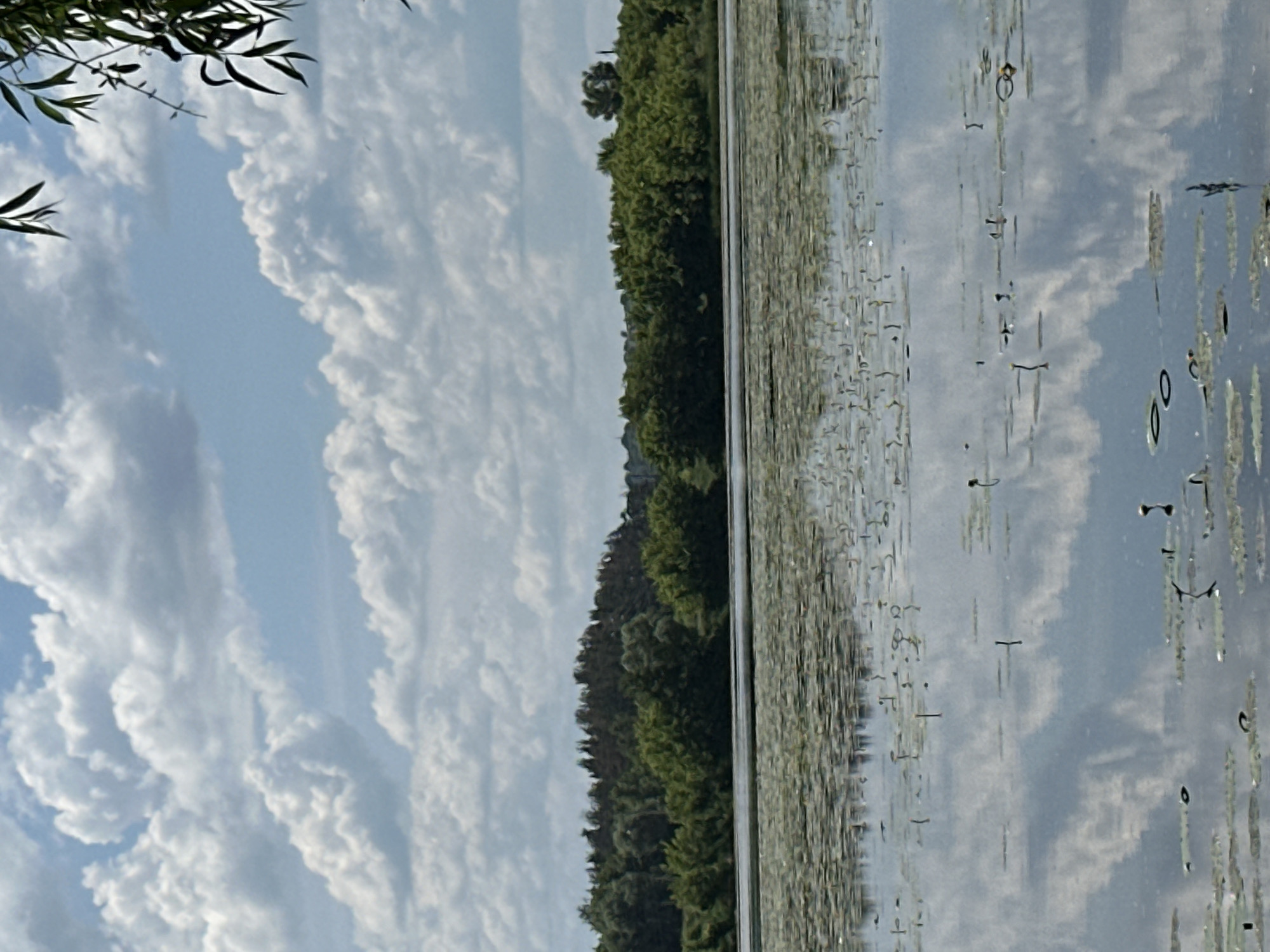 An outdoor, eye-level, medium shot captures a tranquil scene of a calm lake on a partly cloudy day. The foreground is dominated by a dense expanse of lily pads and the thin stems of water plants stretching across the water's surface. The lake's surface reflects the sky and the distant treeline. In the midground, a lush, green treeline forms a natural barrier, with darker, more dense trees in the center and lighter, more spaced-out trees towards the edges, with hints of buildings in the far distance. Above the treeline, the sky is a vibrant blue, punctuated by fluffy, white cumulus clouds. The upper right corner of the image features a branch with green leaves, adding a natural frame to the composition. The overall impression is one of peacefulness and natural beauty.
