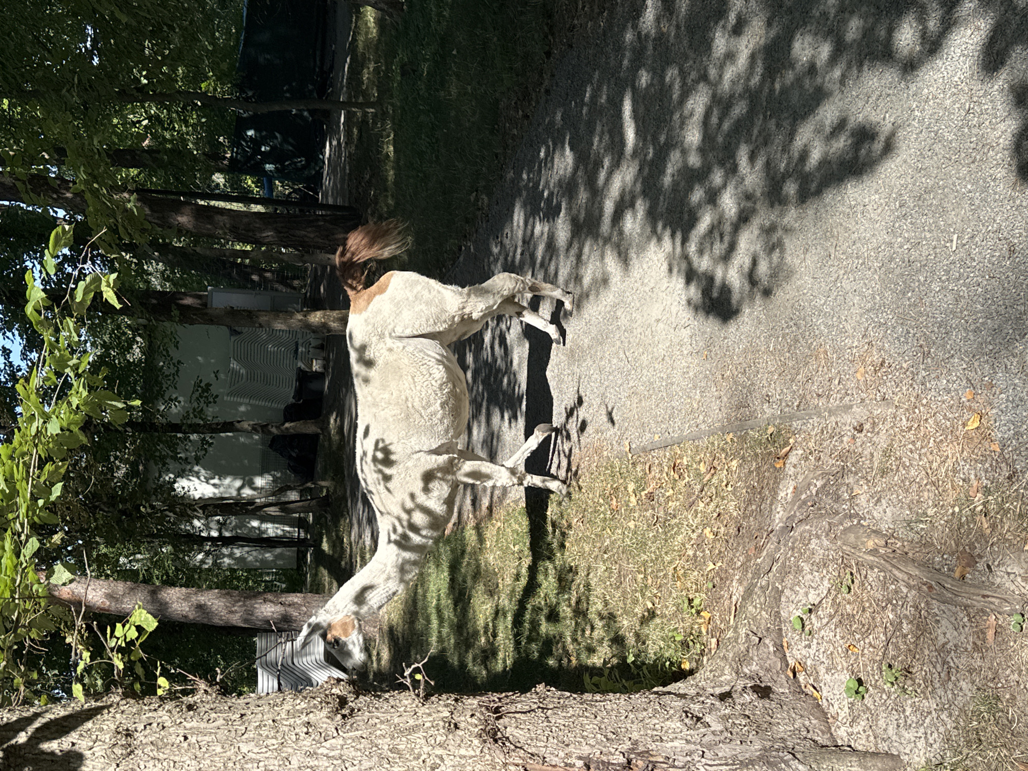 A llama is standing on a gravel path next to a tree. The llama is white with brown markings on its face and hindquarters. It is facing left and its head is turned towards the tree. The tree is large and has a rough bark. The path is surrounded by grass and trees. In the background, there are some buildings and a fence. The sun is shining and casting shadows on the path.