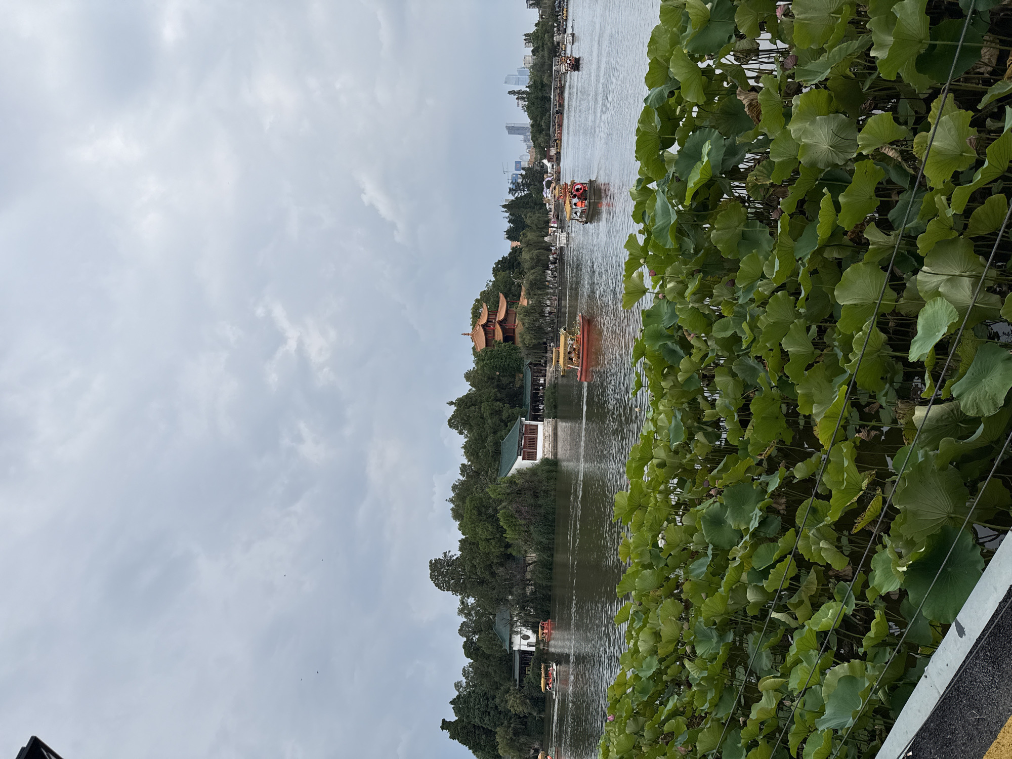 This is an outdoor, eye-level, medium-shot photograph of a lake in the Xishan District of Kunming, China. The foreground is dominated by a dense growth of lush green lotus leaves, some of which have small pink lotus flowers peeking through. A thin wire fence runs horizontally across the lower portion of the image, obscuring some of the leaves.
In the middle ground, the lake is calm, with several small, flat-bottomed boats carrying passengers. The boats are predominantly red and white, with some featuring yellow awnings or canopies. On the far side of the lake, a complex of traditional Chinese buildings with green-tiled roofs is nestled amongst a thick stand of trees. Further in the distance, the skyline of a modern city with tall buildings is visible under a cloudy sky. The overall atmosphere is tranquil, with a blend of natural beauty and cultural architecture.